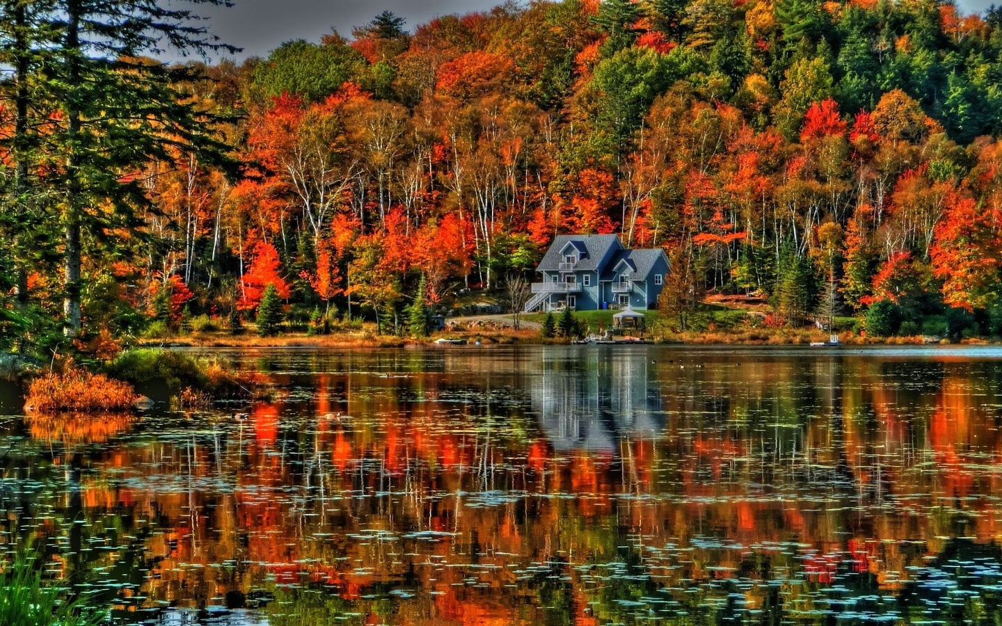 autumn, trees, lake, water, birds, leaves