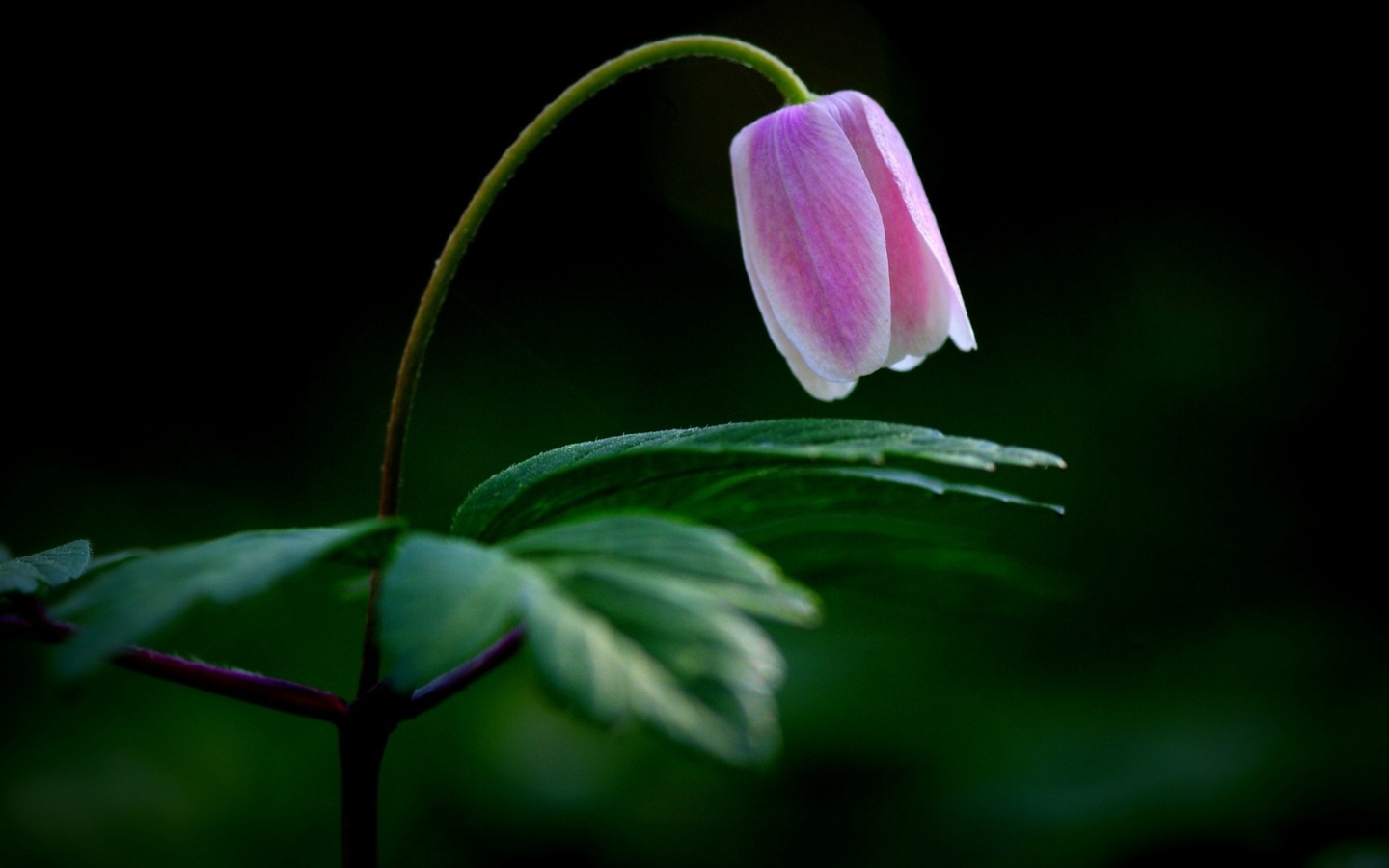 flower, petalo, branch, tree, purple