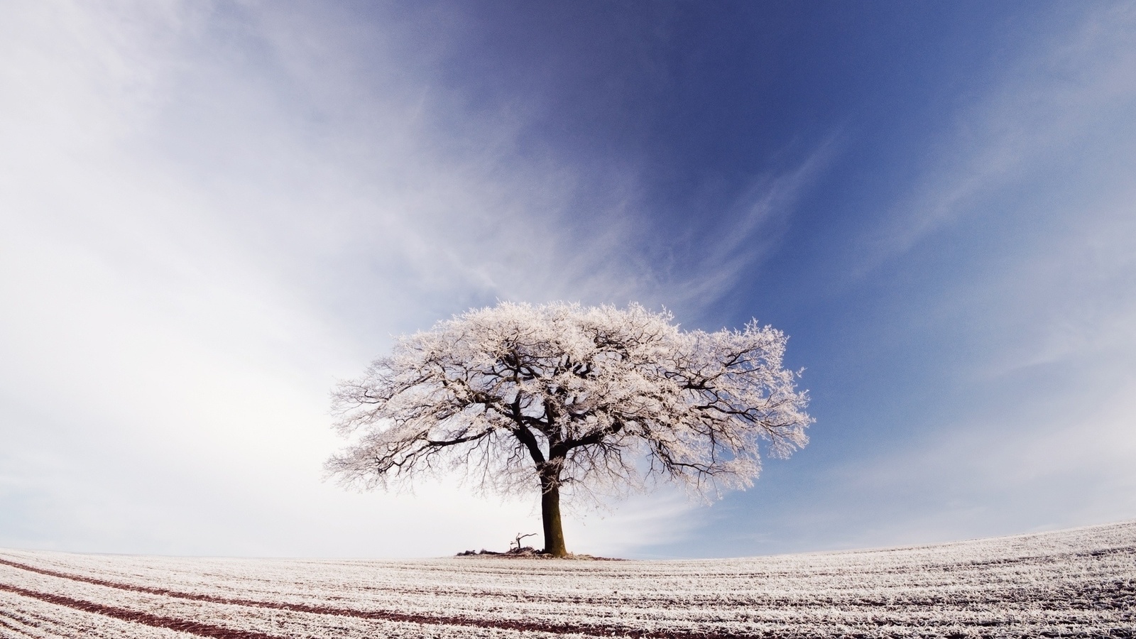 tree, snow, field, sky, arable