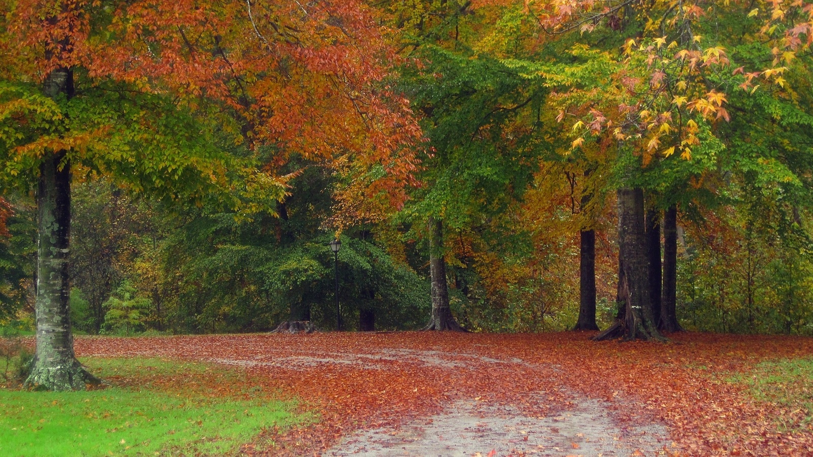 autumn, tree, leaves, rock, green, 