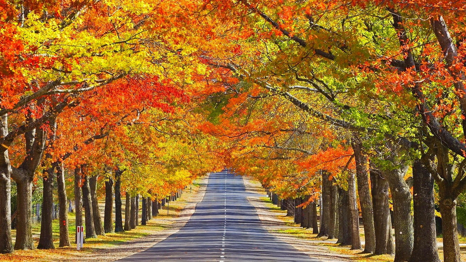 autumn, tree, leaves, rock, green, patch, road