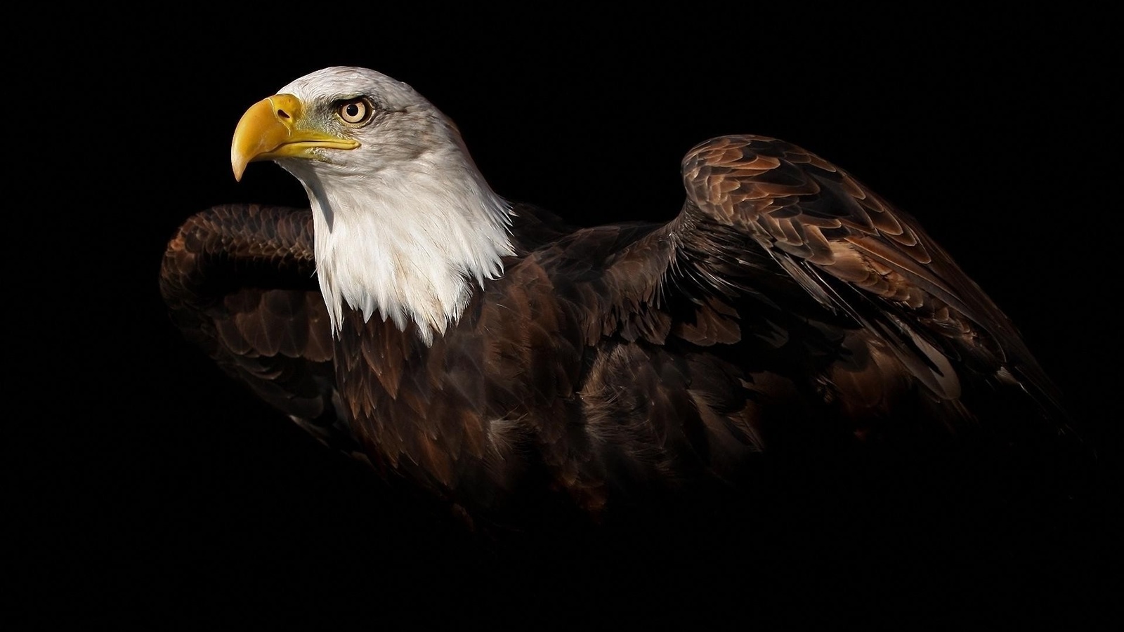 , , , animal, eagle