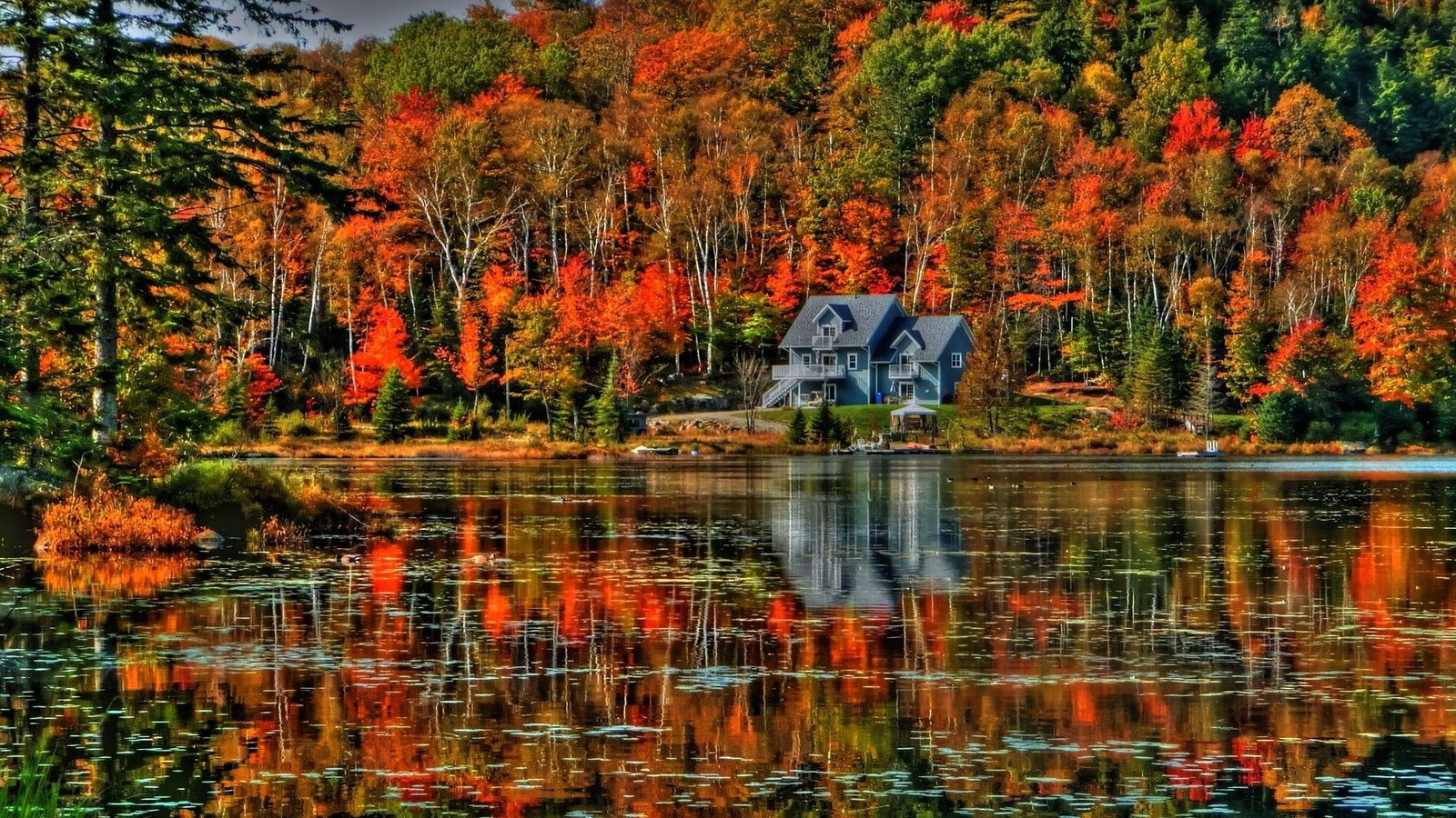 autumn, trees, lake, water, birds, leaves