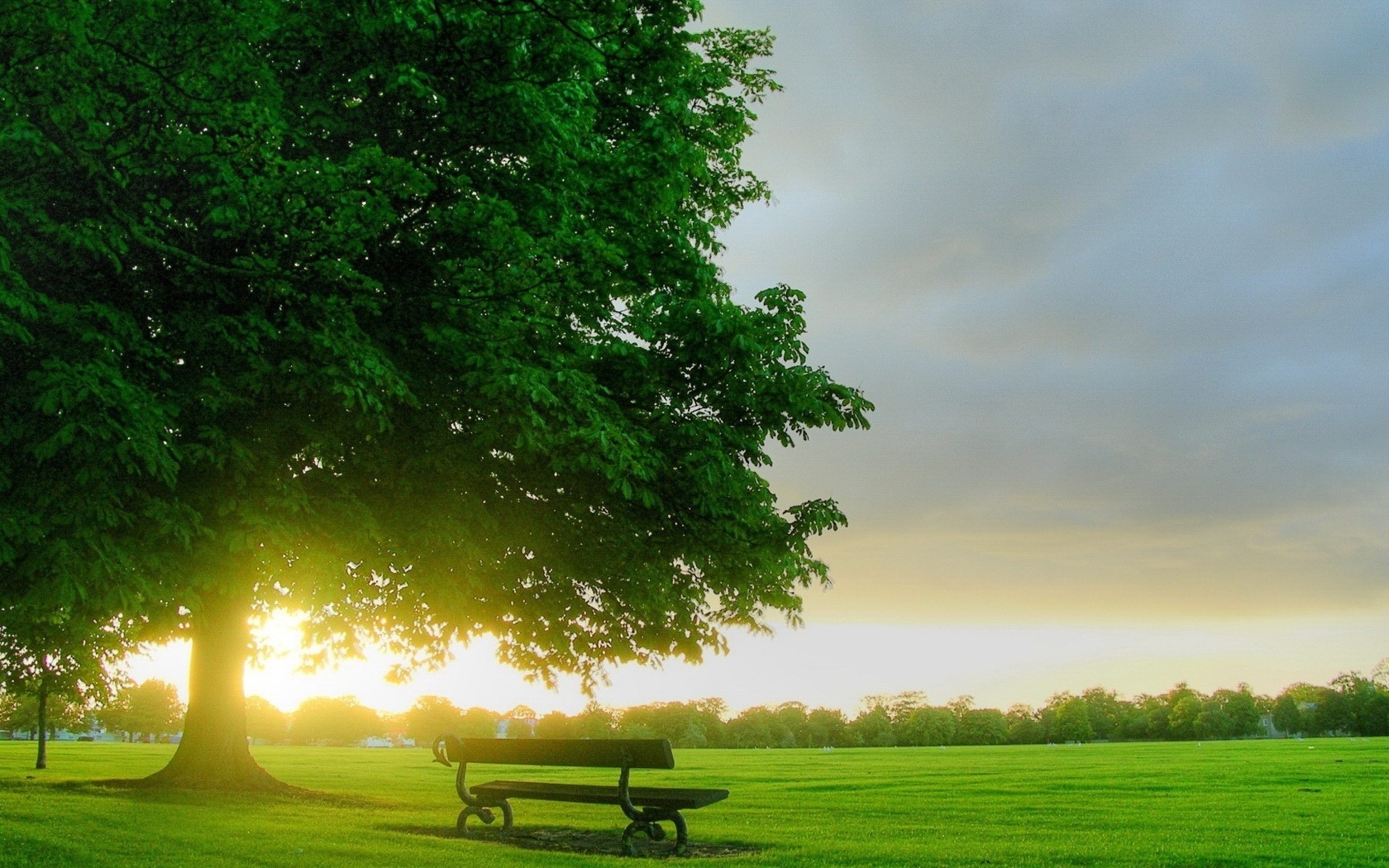 tree, grass, bench, green, clouds, sky