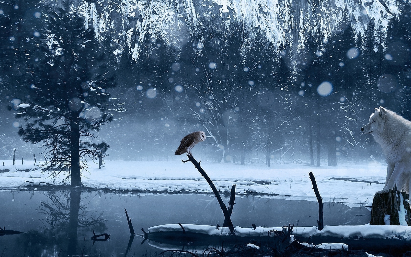 owl, wolf, snow, trees, ice, forest, wild