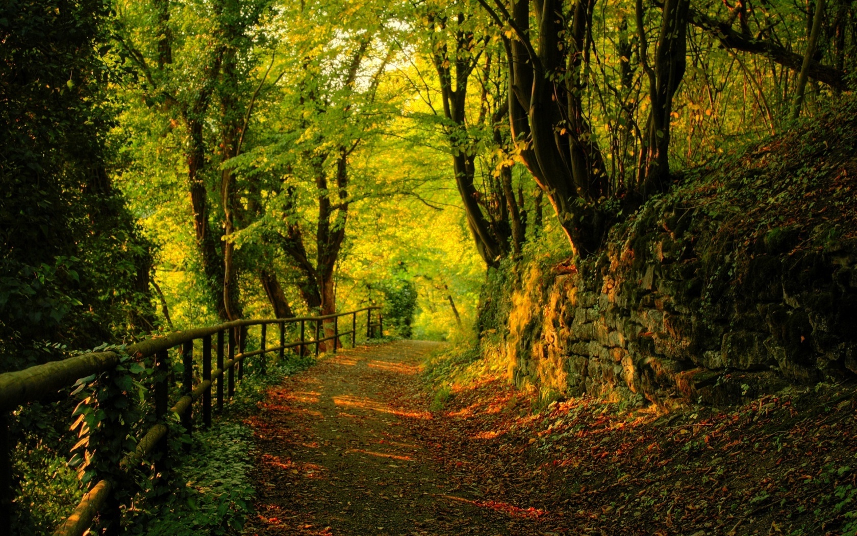 autumn, tree, leaves, rock, green, patch