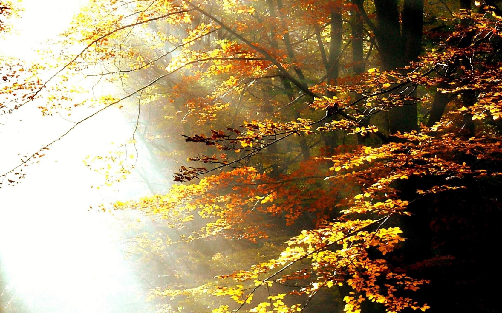 forest, ray, light, sunlight, autumn, trees, 