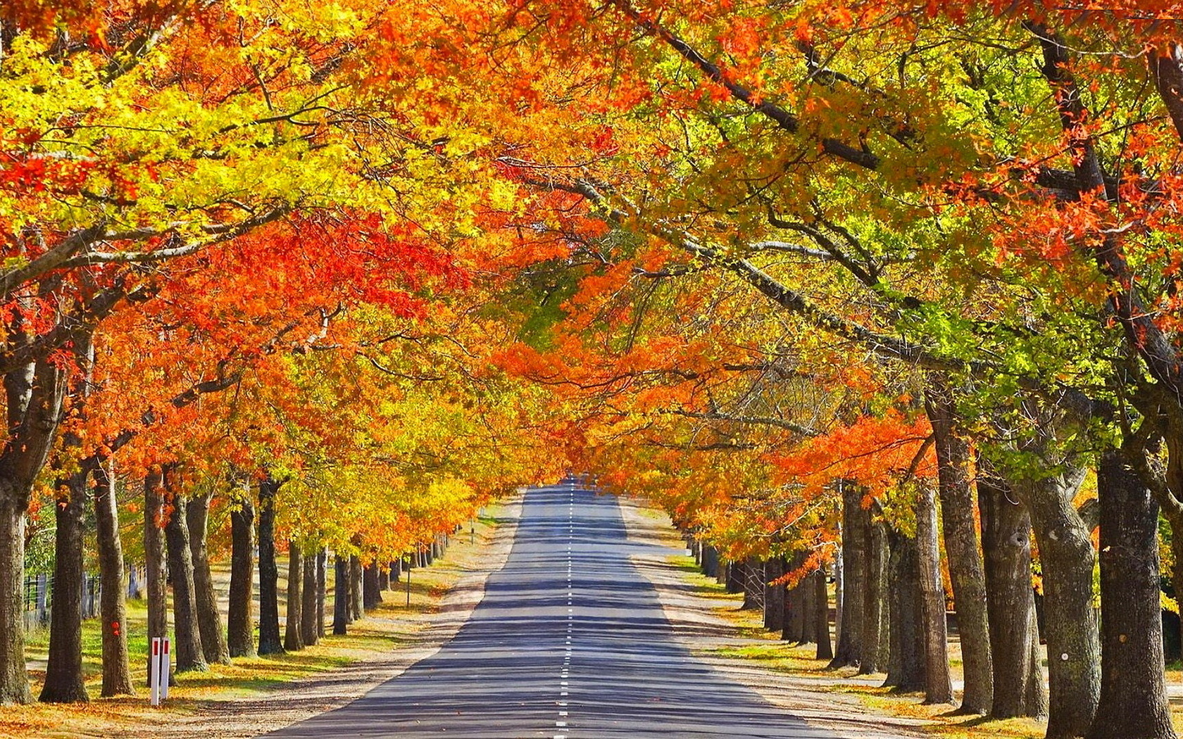 autumn, tree, leaves, rock, green, patch, road