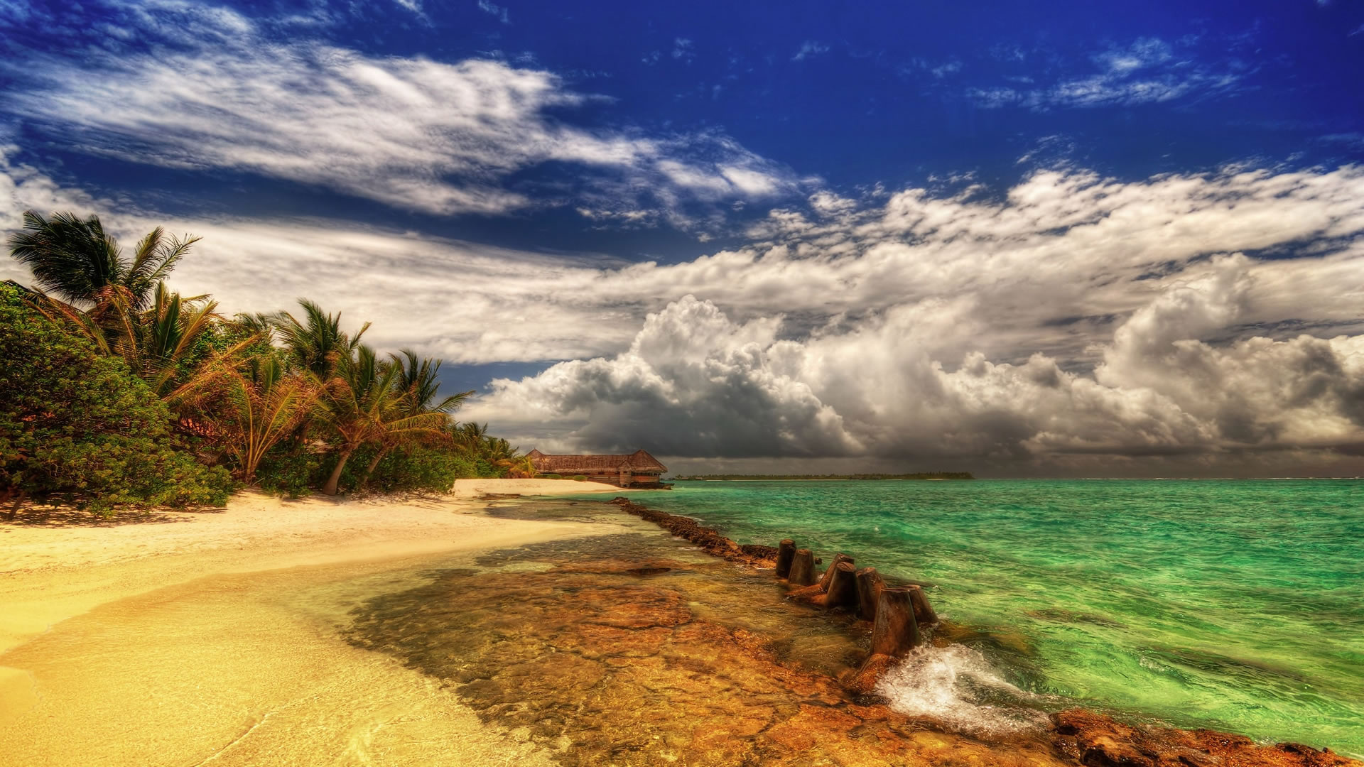 beach, palm, sand, water, ocean