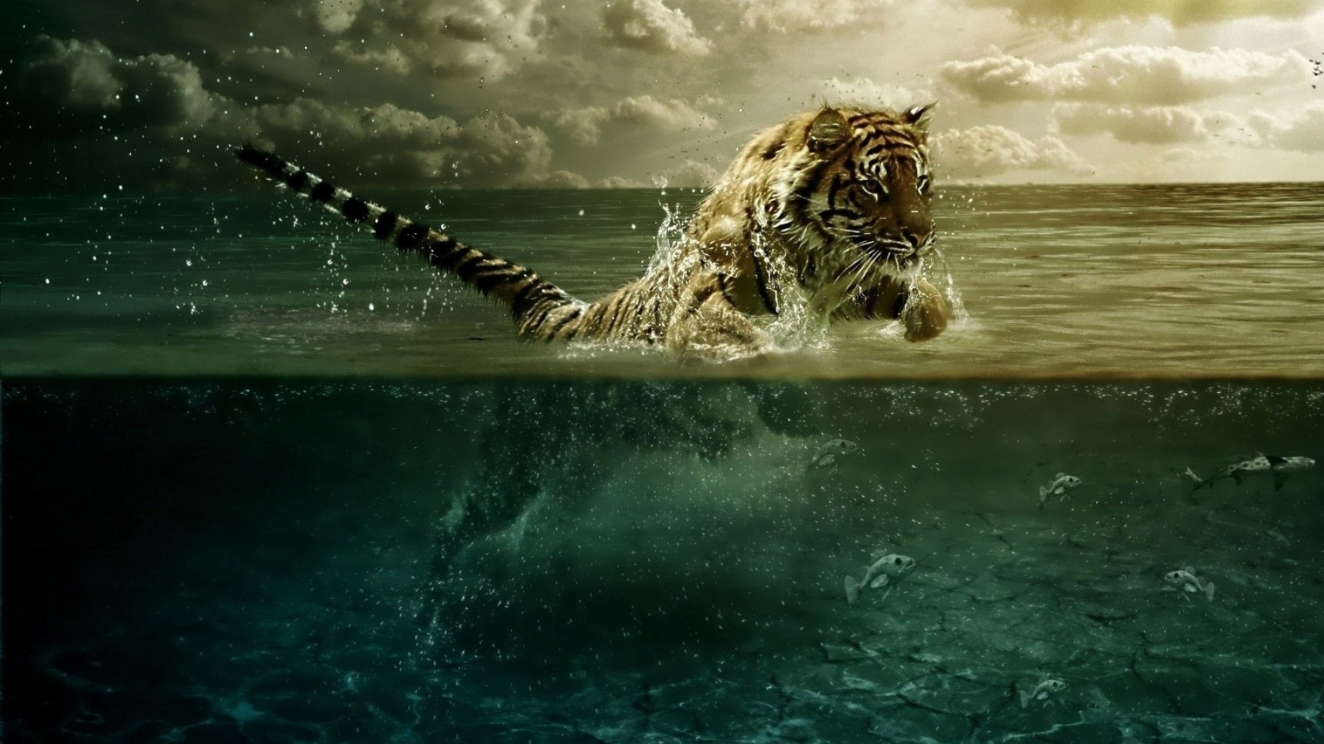 tiger, water, fish, ocean