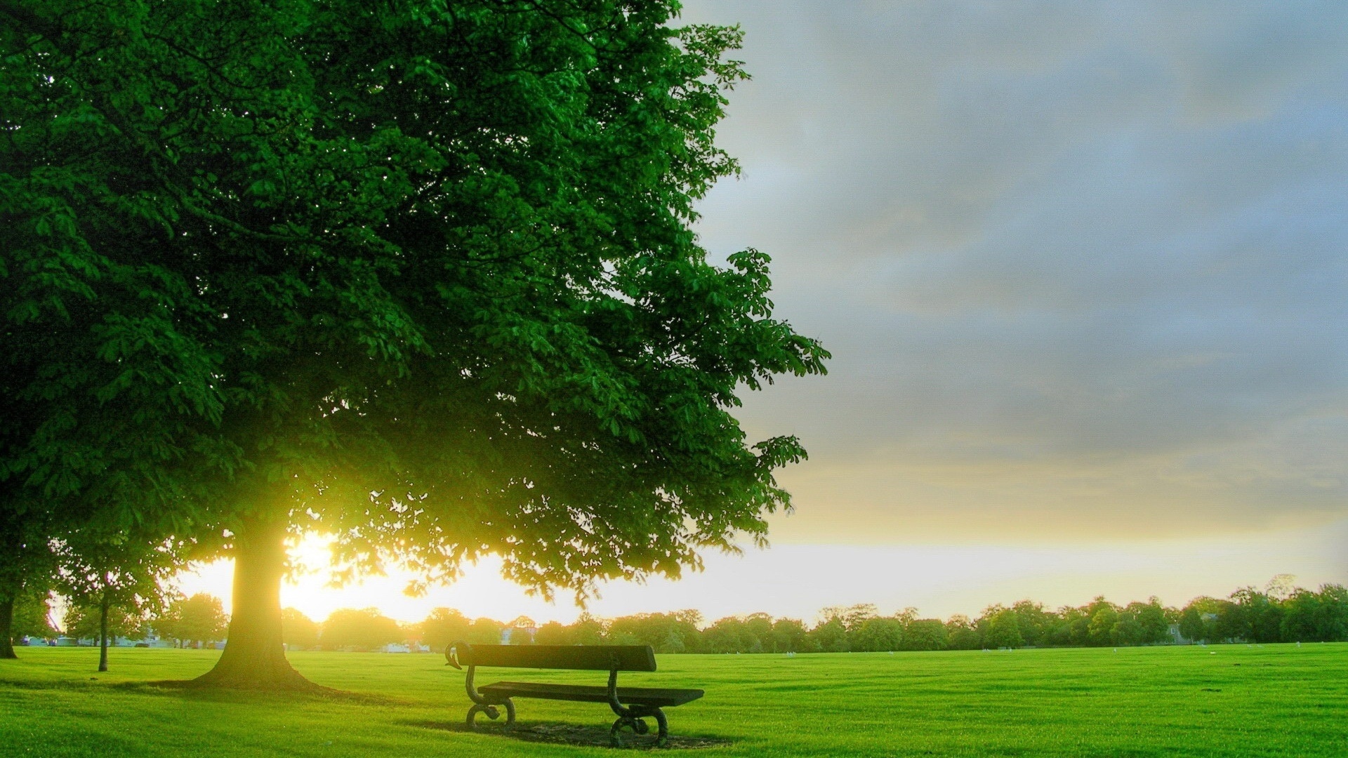 tree, grass, bench, green, clouds, sky