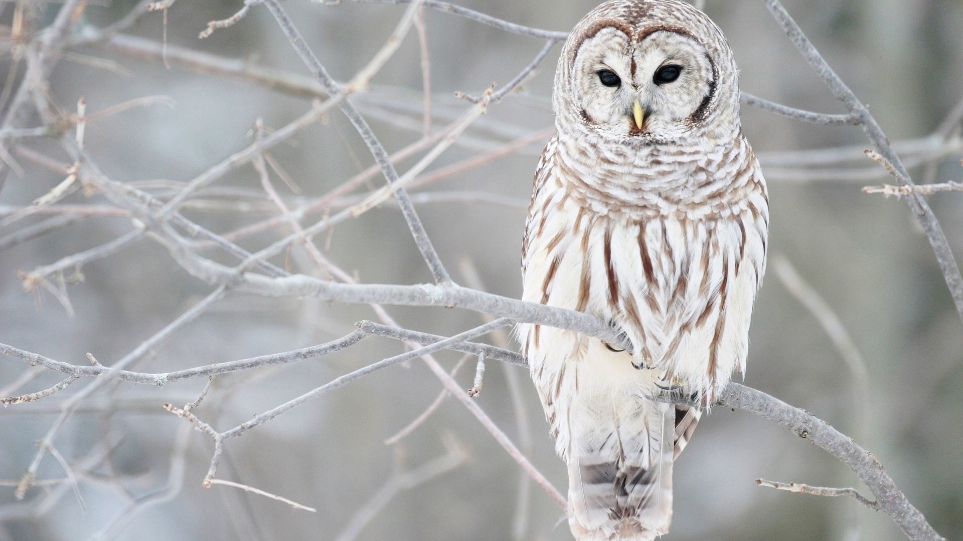 winter, tree, snow, bird, wild