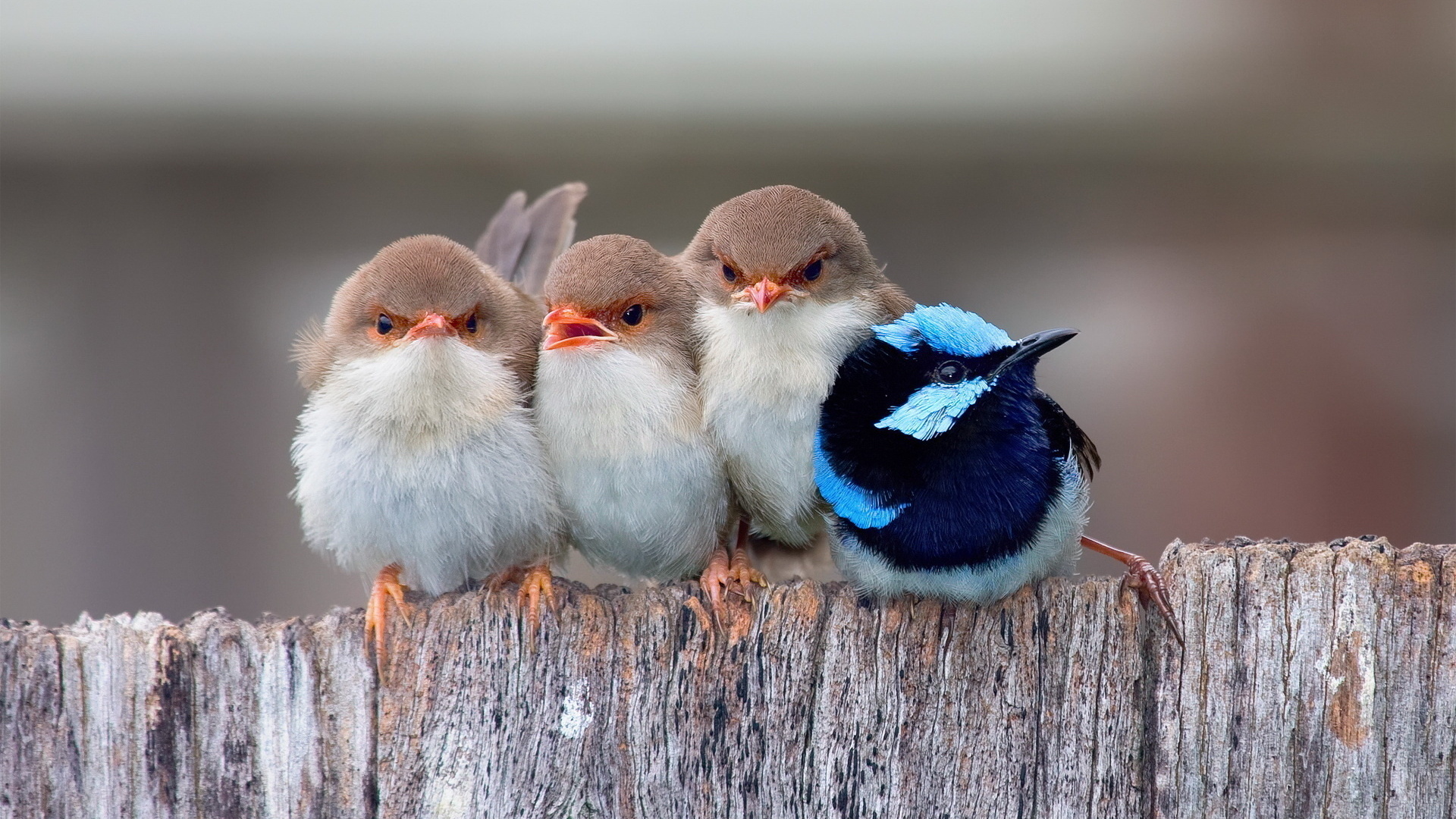 brids, fence, fly, sky, wild