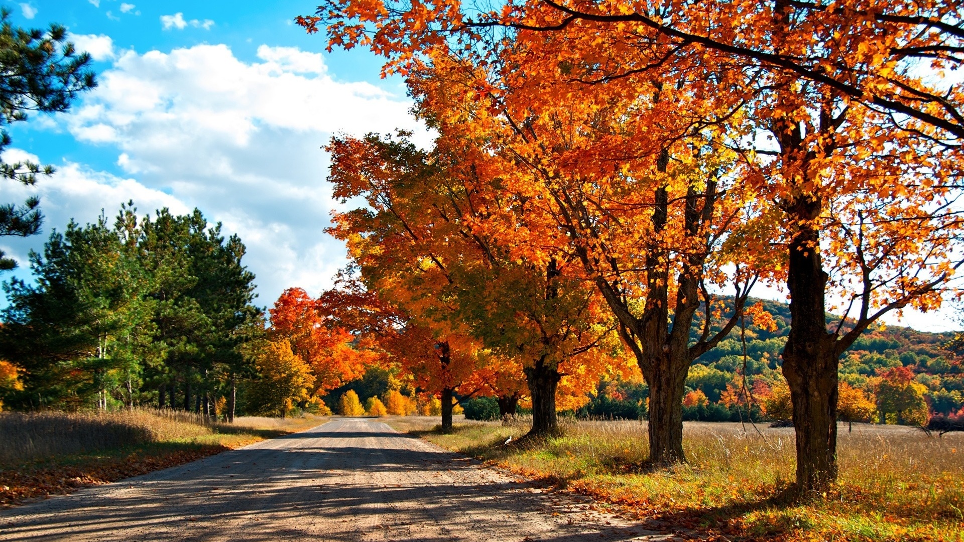 autumn, tree, leaves, rock, green, patch, ,, 