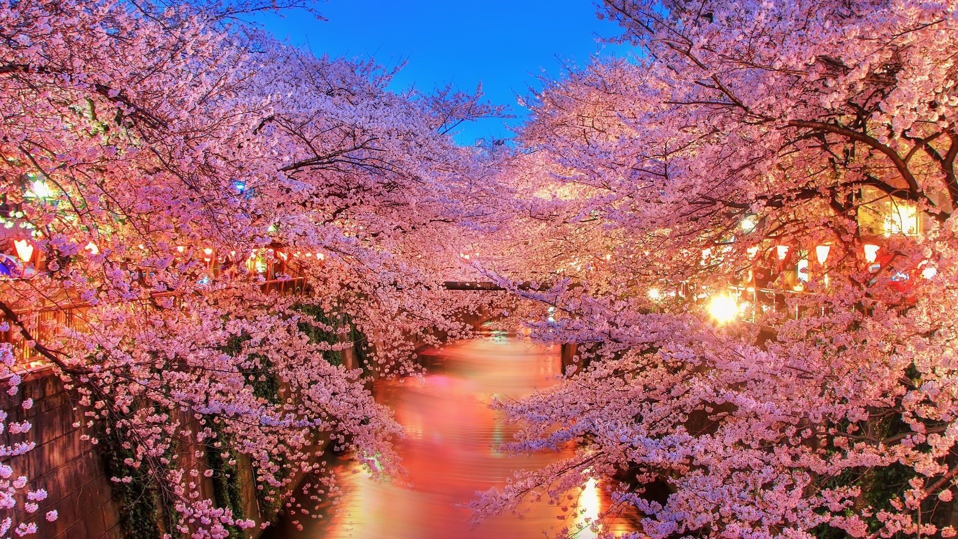 spring, trees, leaves, sky, forest