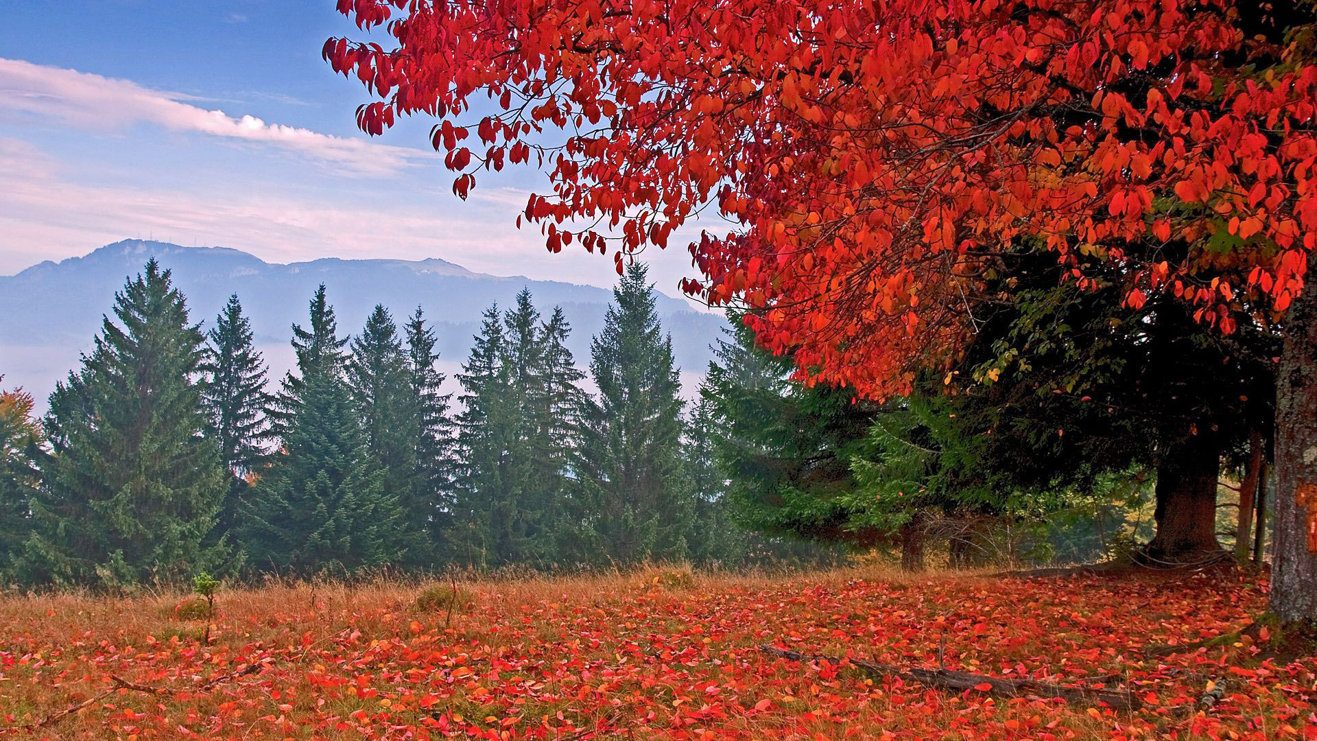 autumn, colors, trees, mountain, leaves, grass