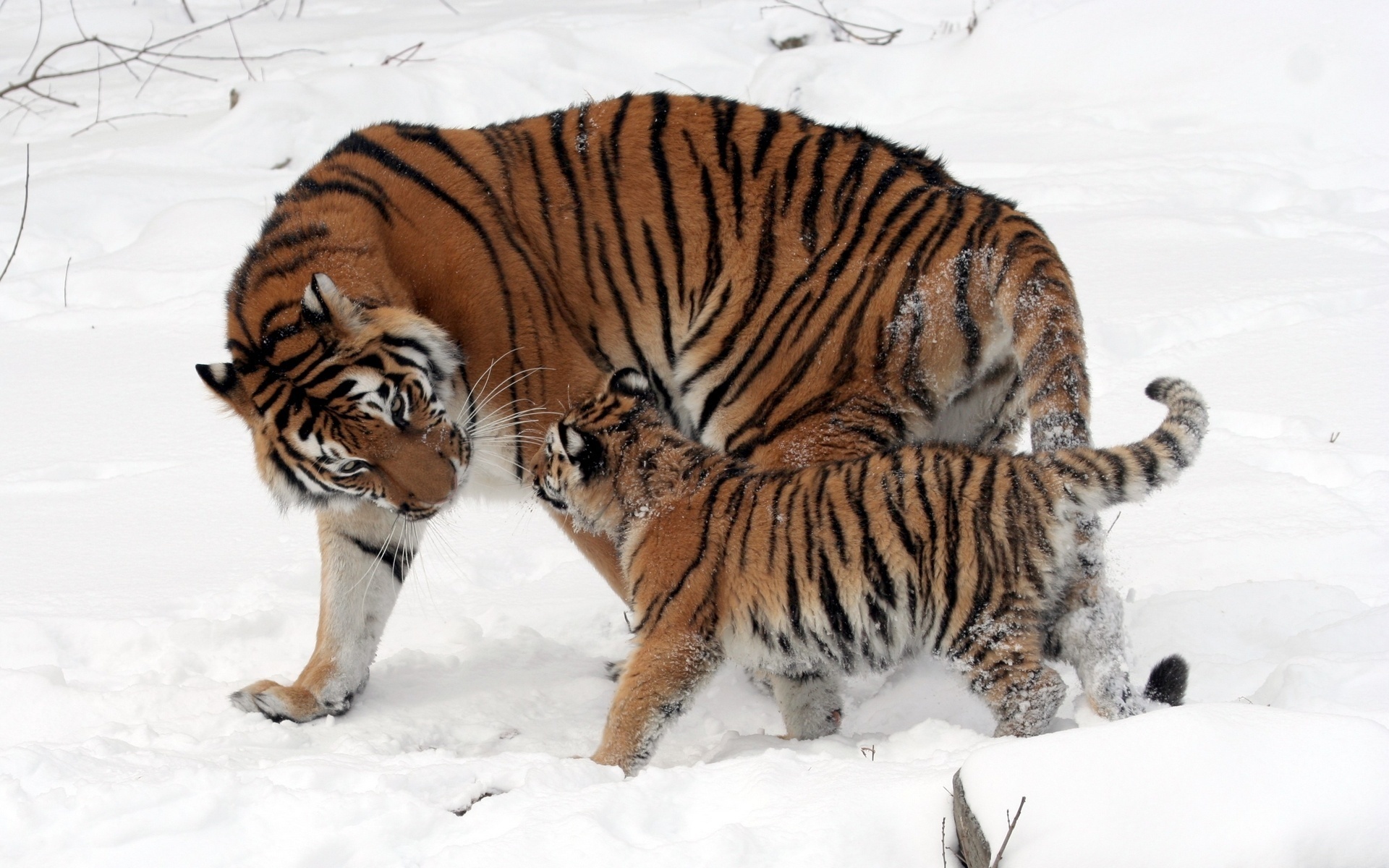 tiger, tree, forest, wild, snow