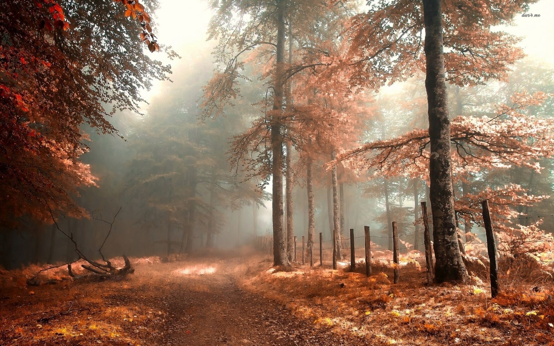 foggy, autumn, forest, leaves, grass, , 