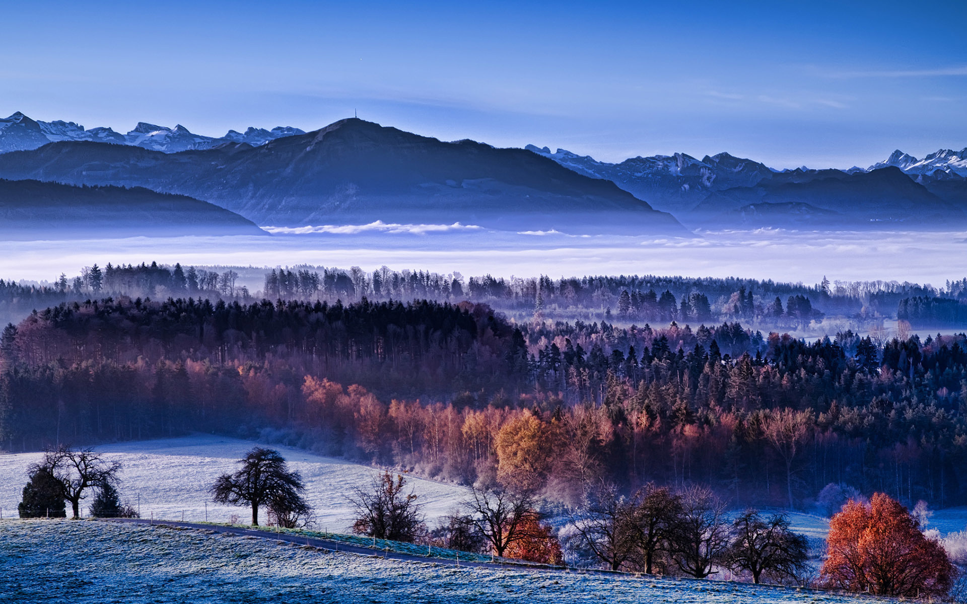 foggy, winter, trees, snow, ice, mountain