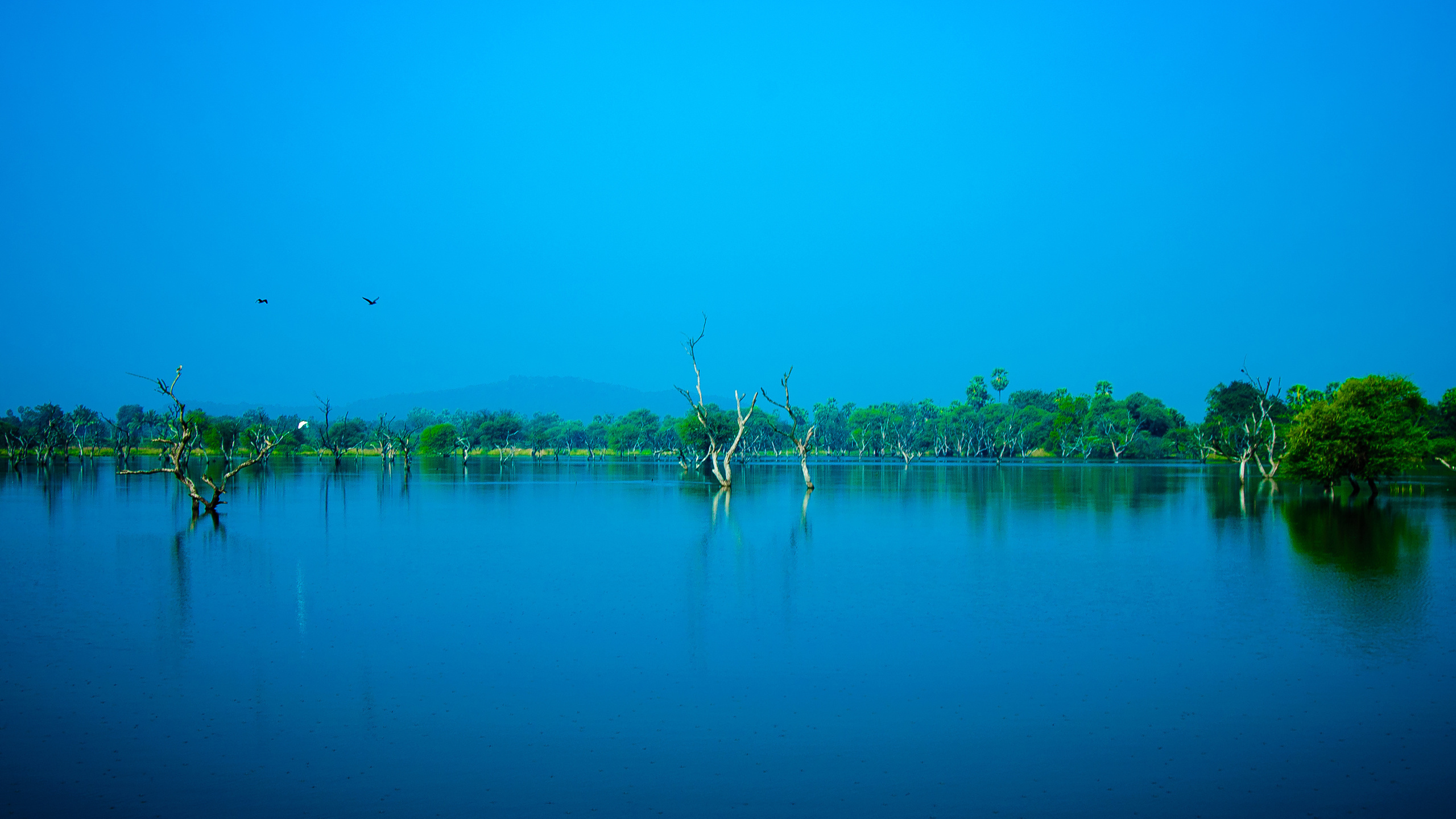 nature, blue, sky, trees, water