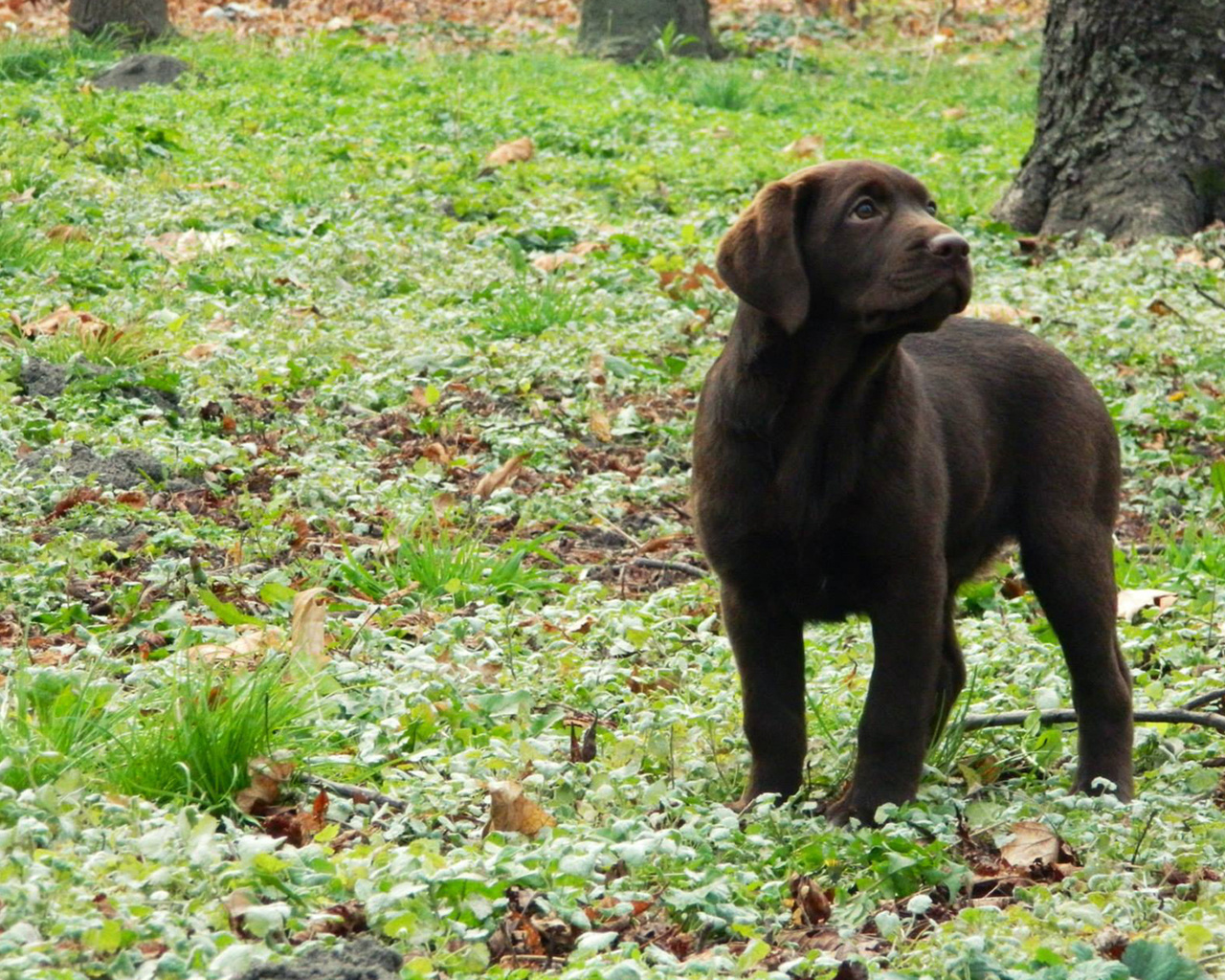 , , , puppy, glass, dog