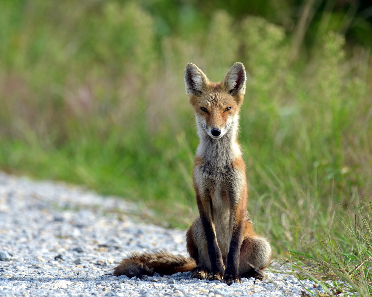 wild, redfox, path, tree, grass, forest