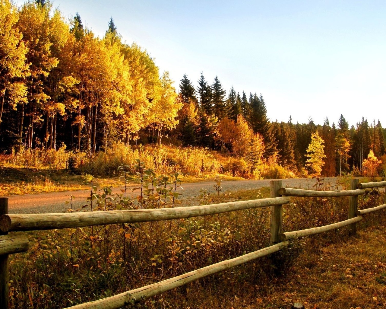 road, tree, path, fence, sky