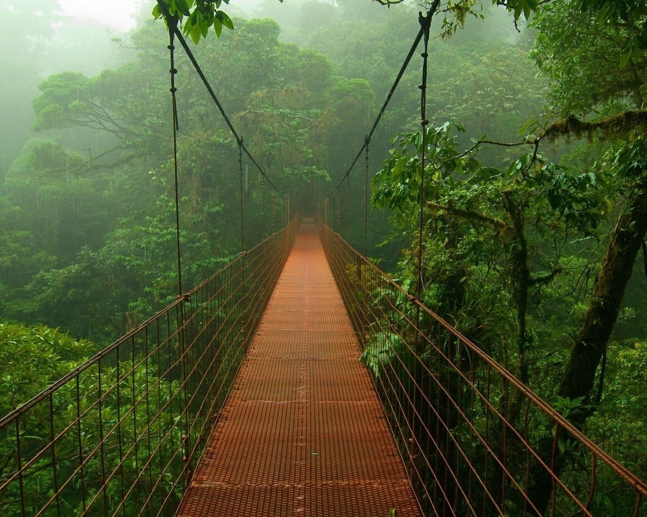 bridge, jungle, tree, green