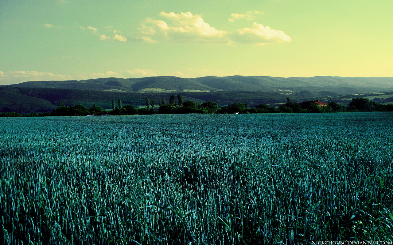 fields, green, trees, sky, clouds