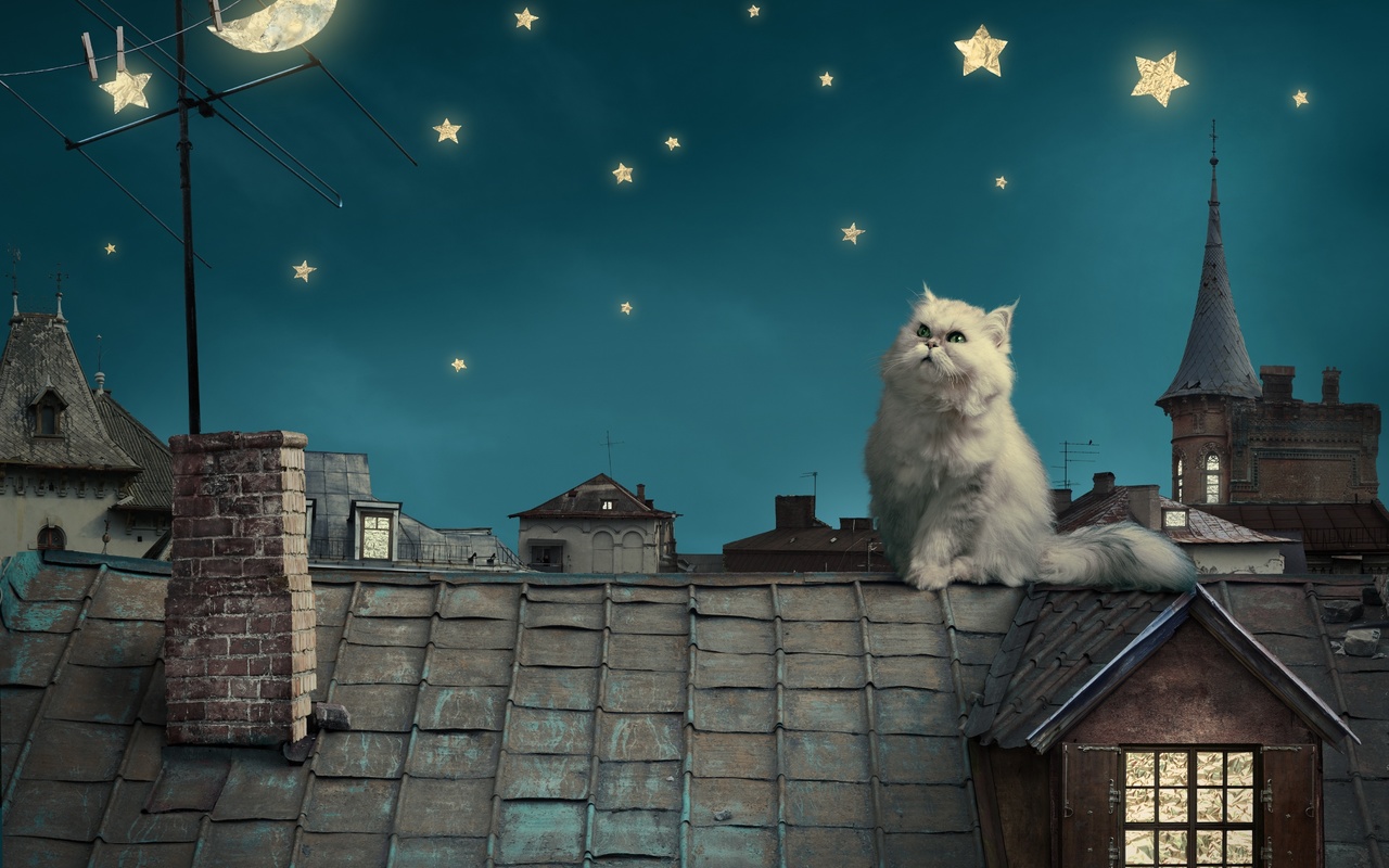 persian white cat, kitten, fairytale, fantasy, roof, house, sky, night, stars, moon