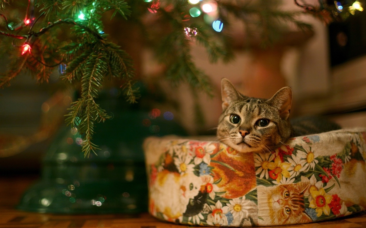 cat, tree, light, christmas