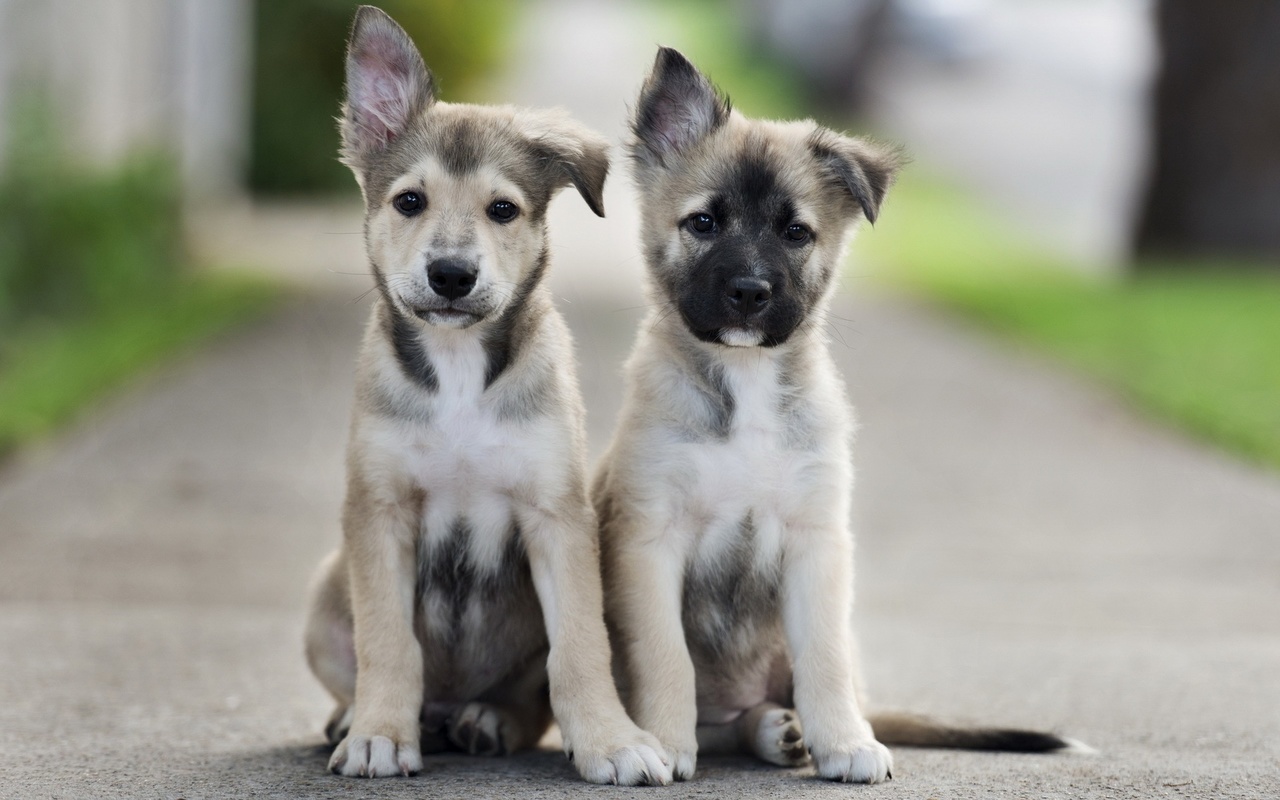 puppies, cute, dog, outdoors