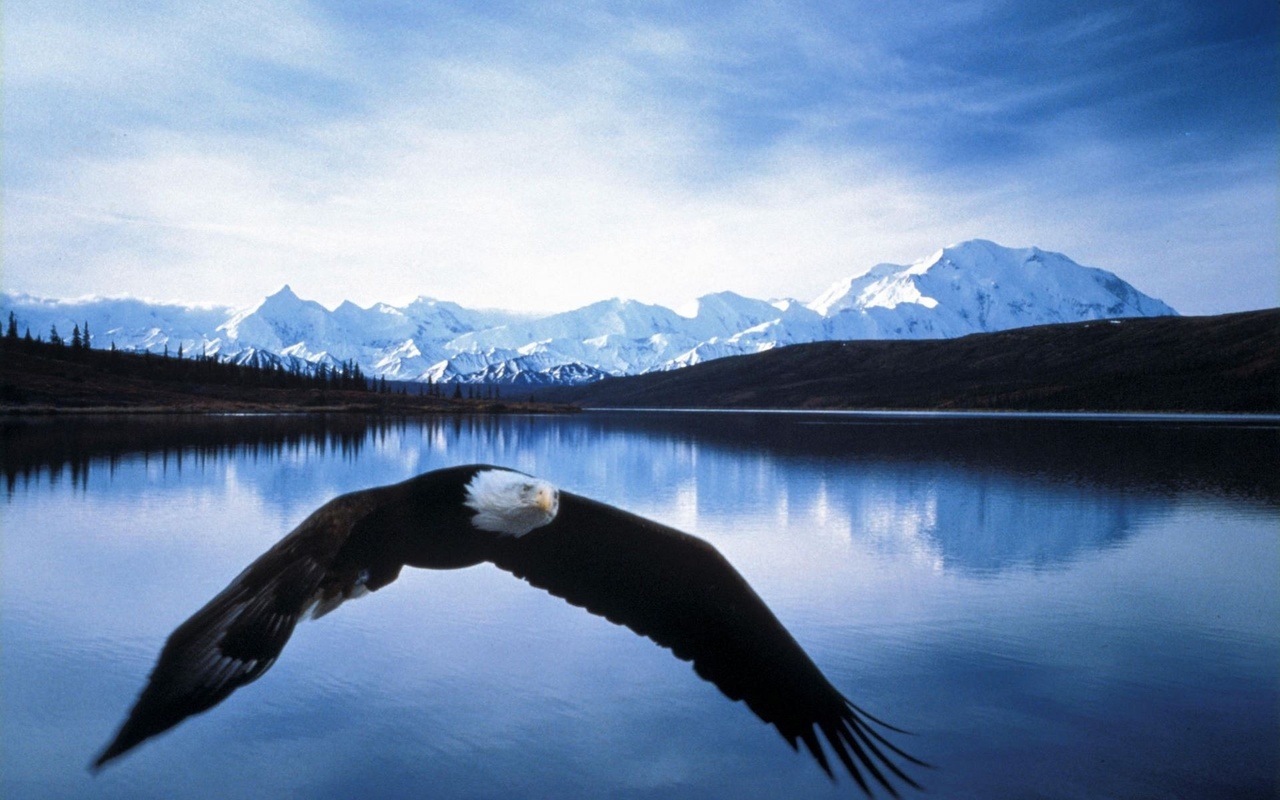 eagle, bird, wild, tree, bench, lake