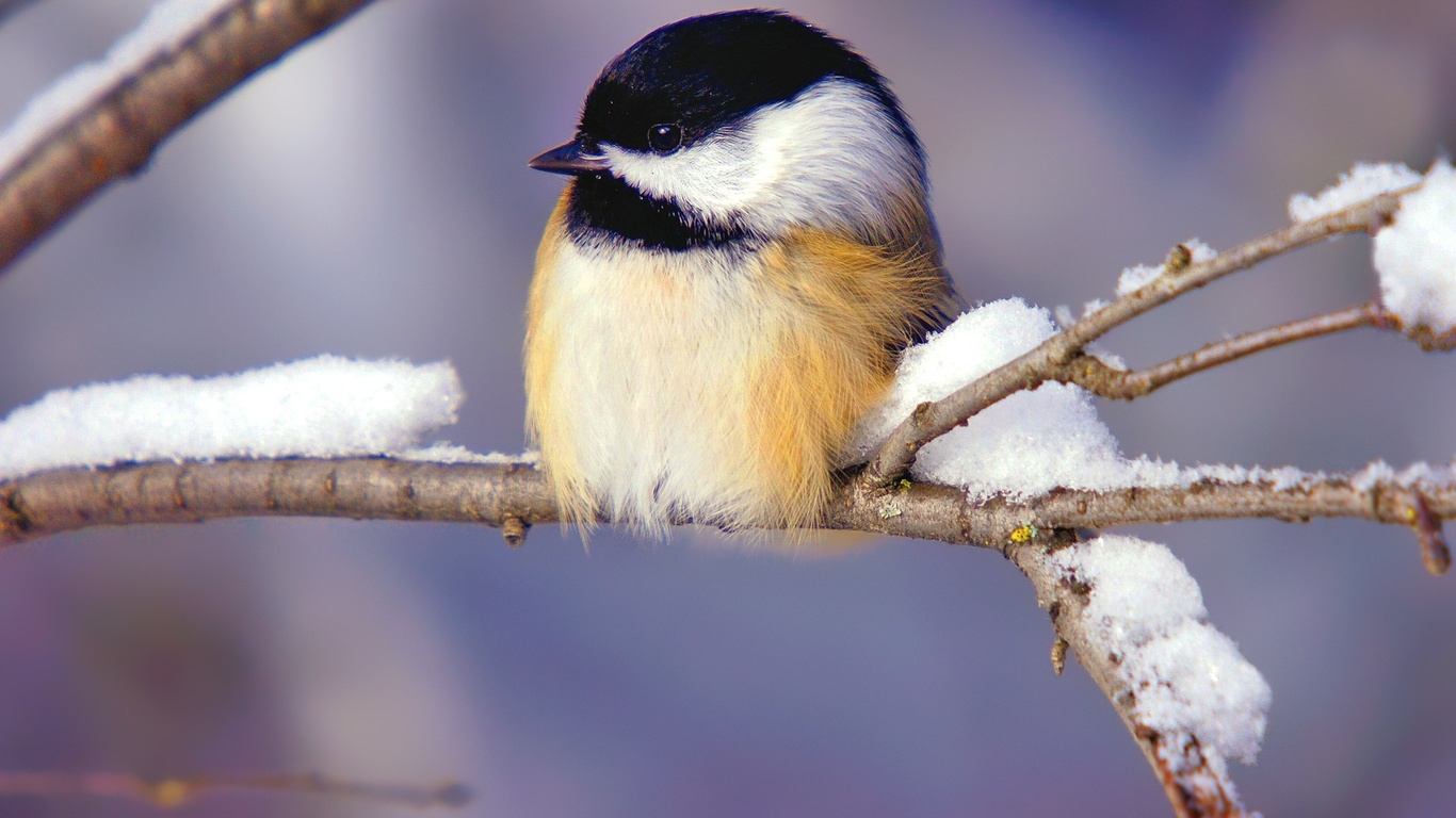 bird, tiny, branch, tree, snow