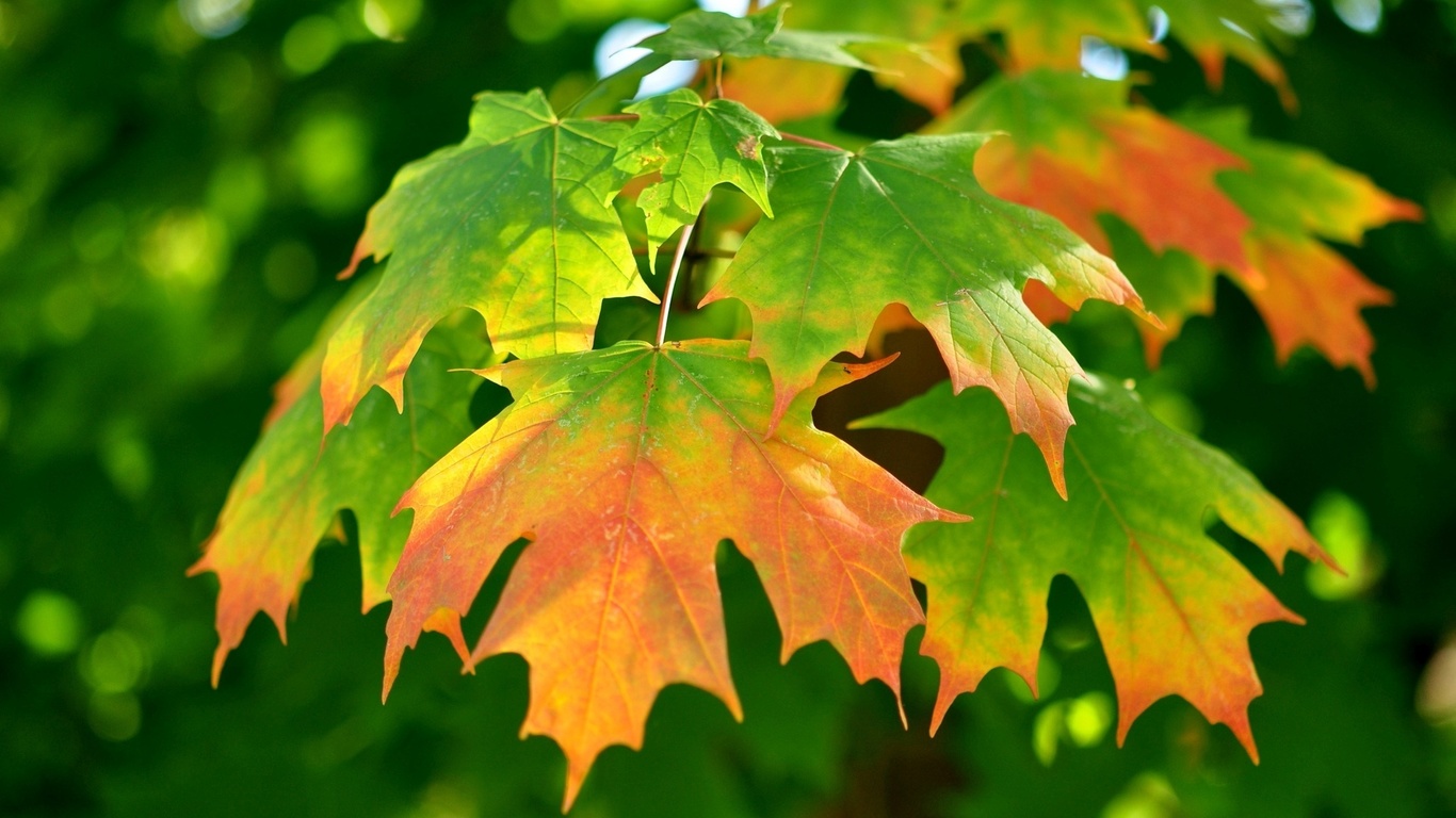 autumn, leaves, gree, branch