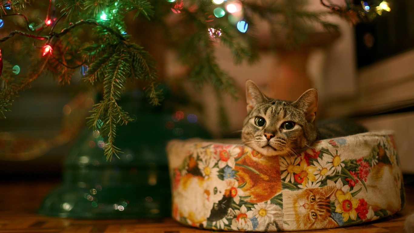 cat, tree, light, christmas