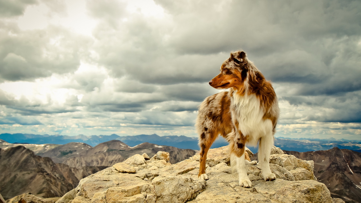 dog, rock, mountain, tree, grass, sky