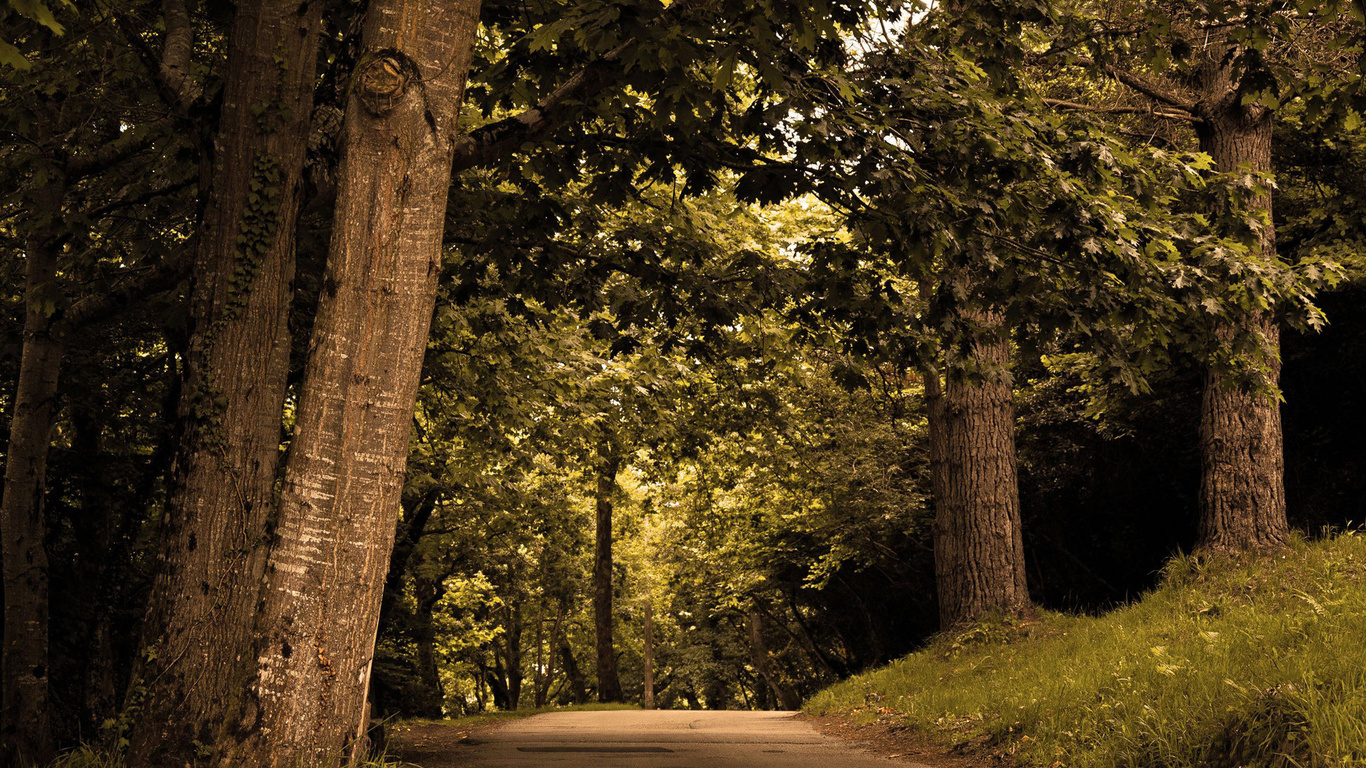 road, autumn, tree, leaves, colors