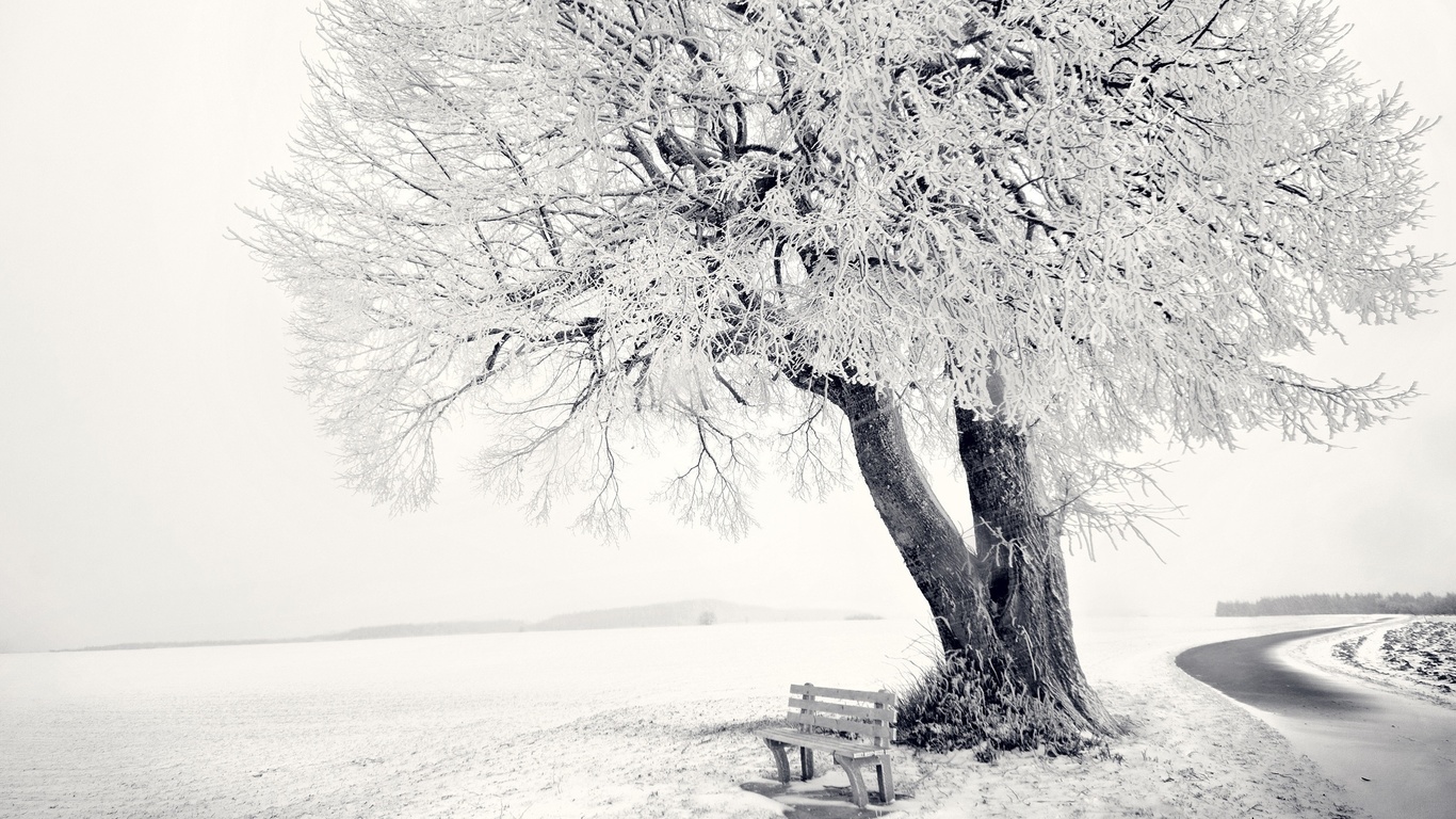 winter, snow, tree, sky, ice, bench