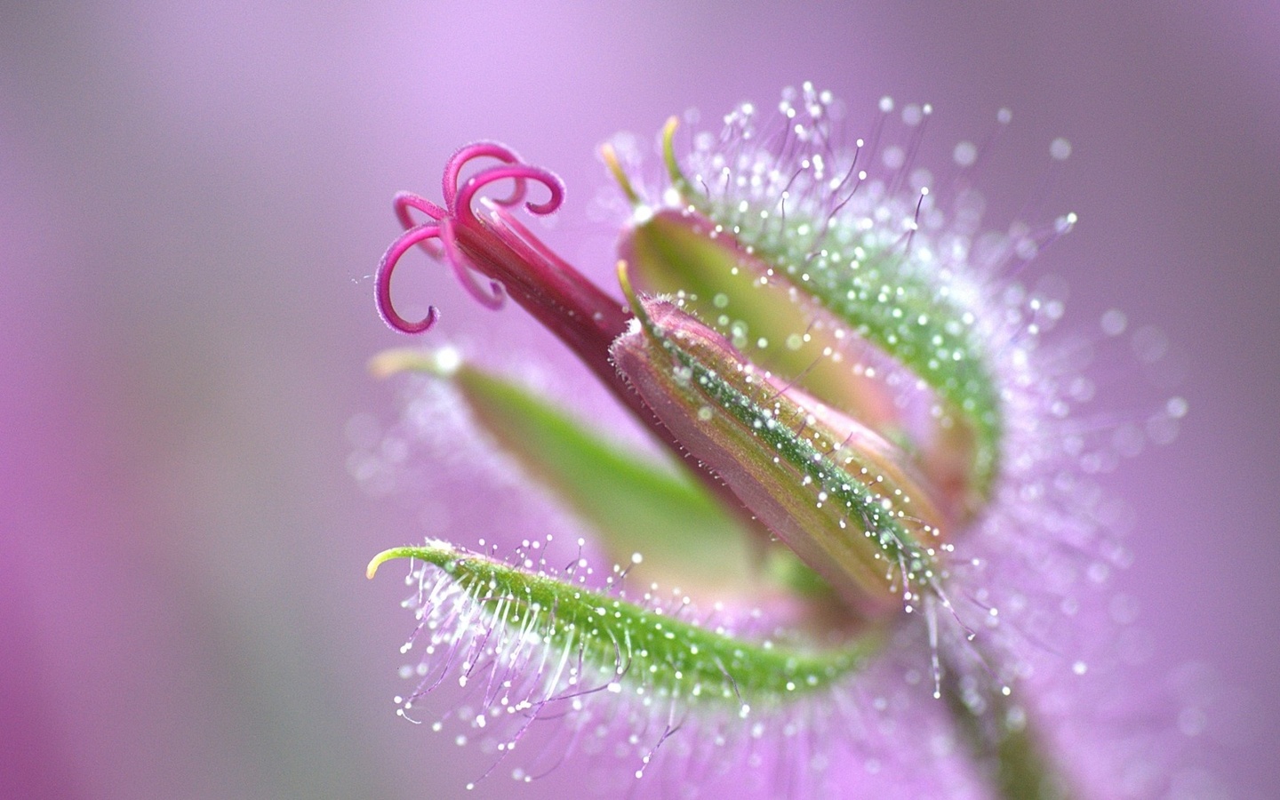 pink, flower, branch, tree, colors