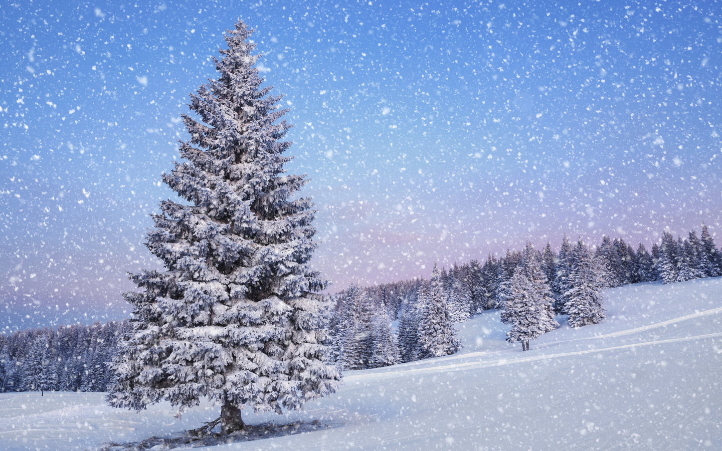 winter, trees, snow, path, mountain, ice