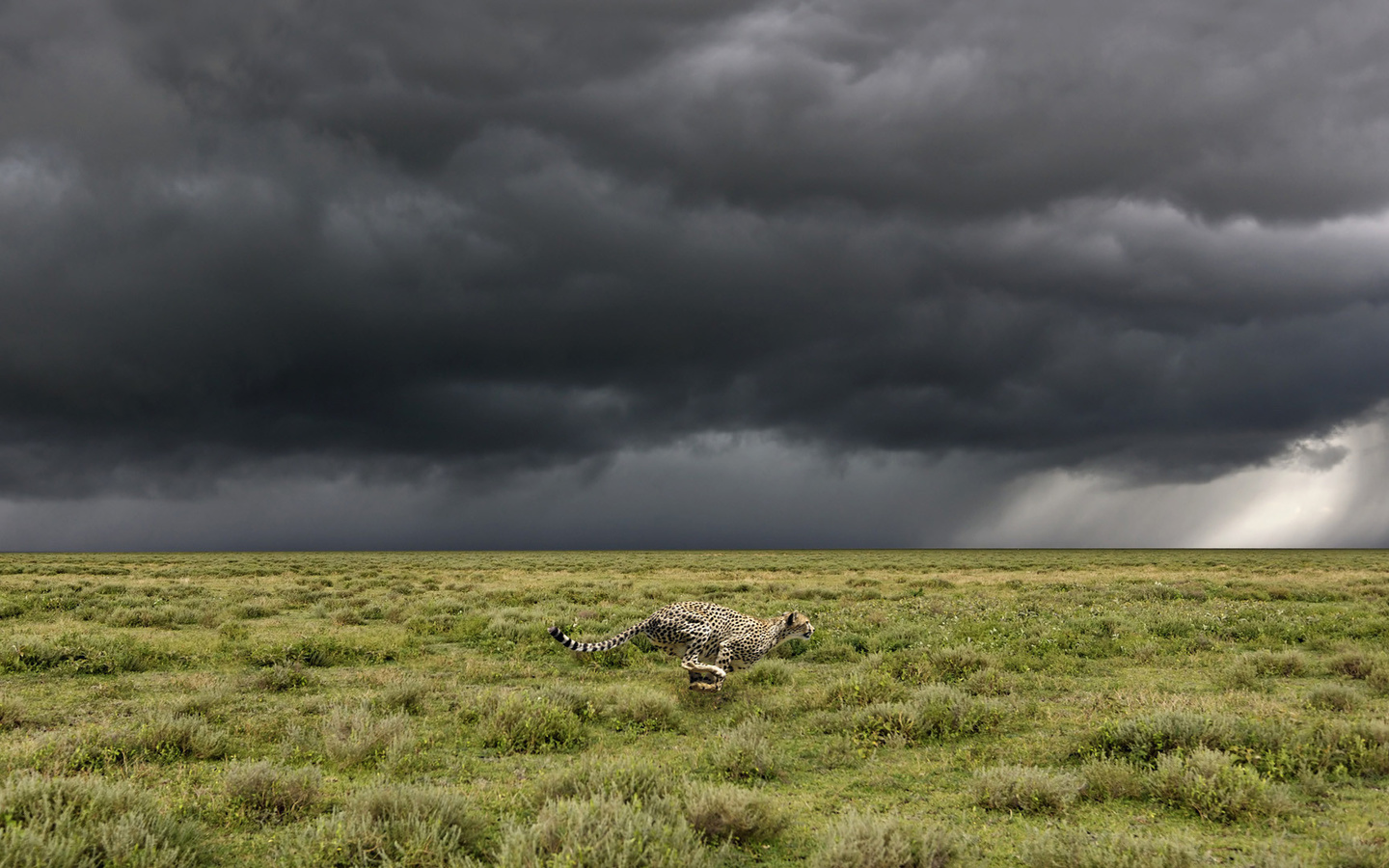 animals, field, cheetah, tree, grass, wild