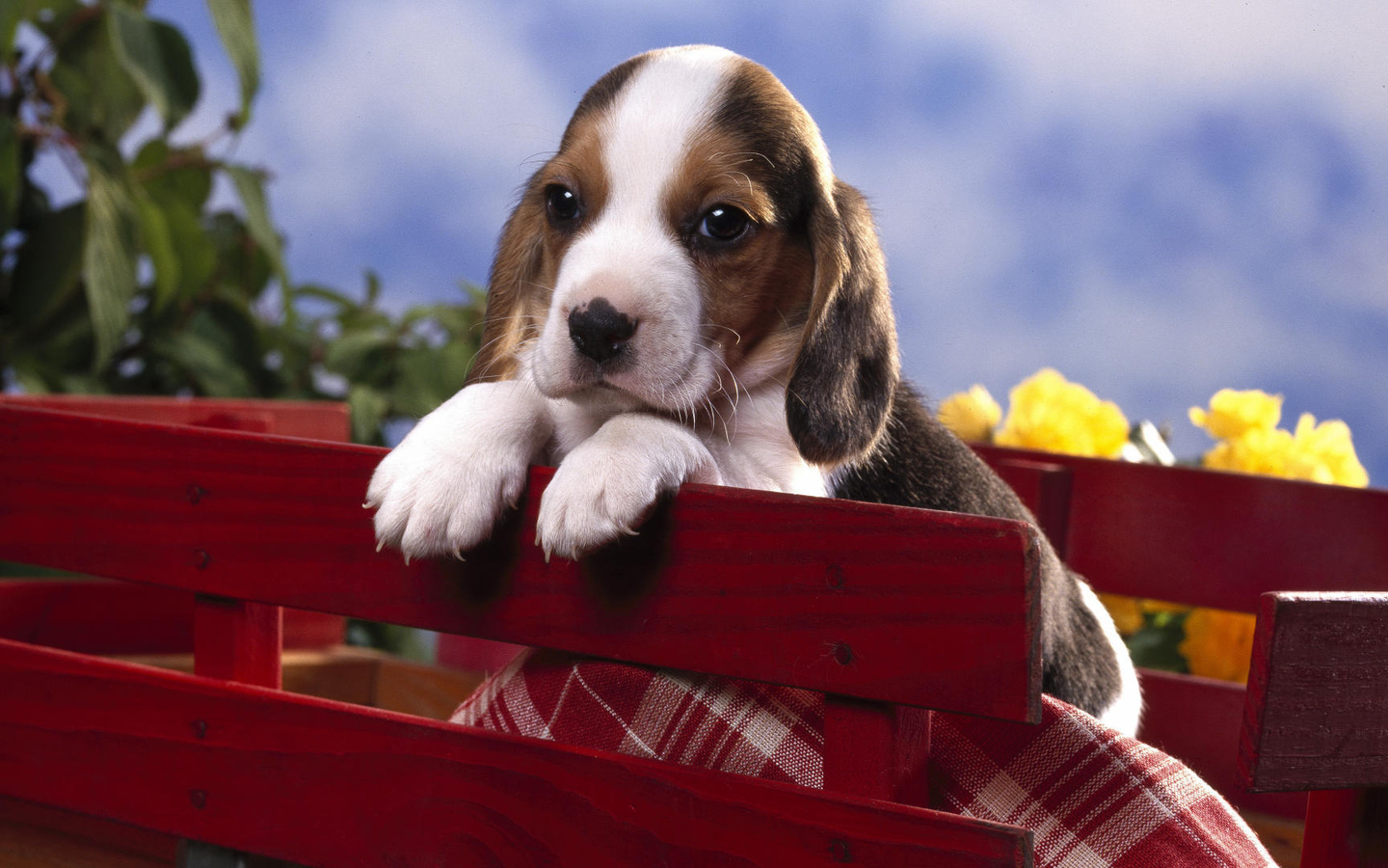 dog, puppie, fence, grass, tree