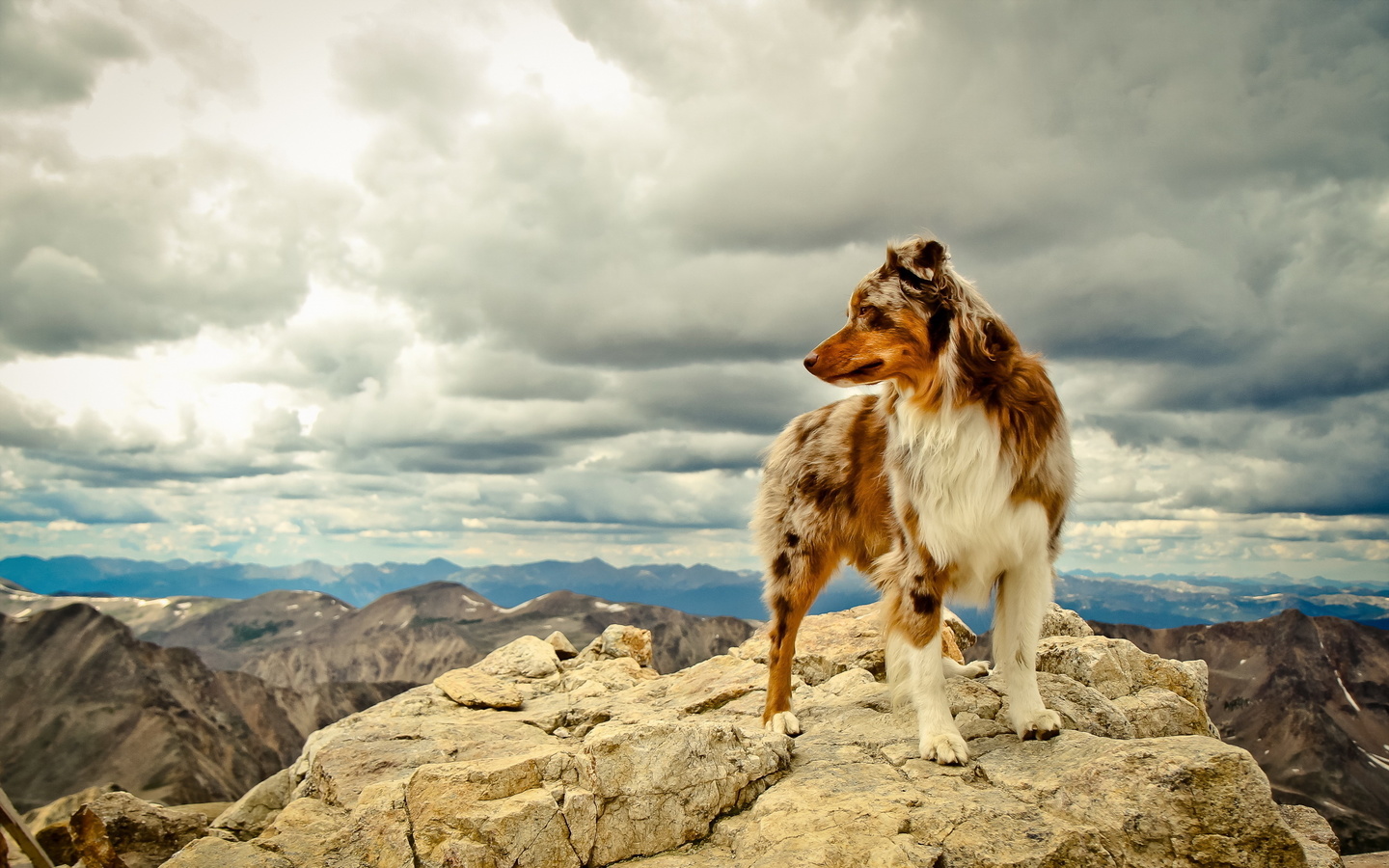 dog, rock, mountain, tree, grass, sky