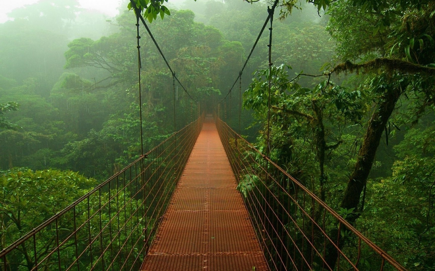 bridge, jungle, tree, green