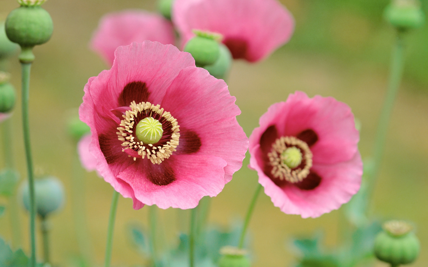 poppies, pink, branch, fields