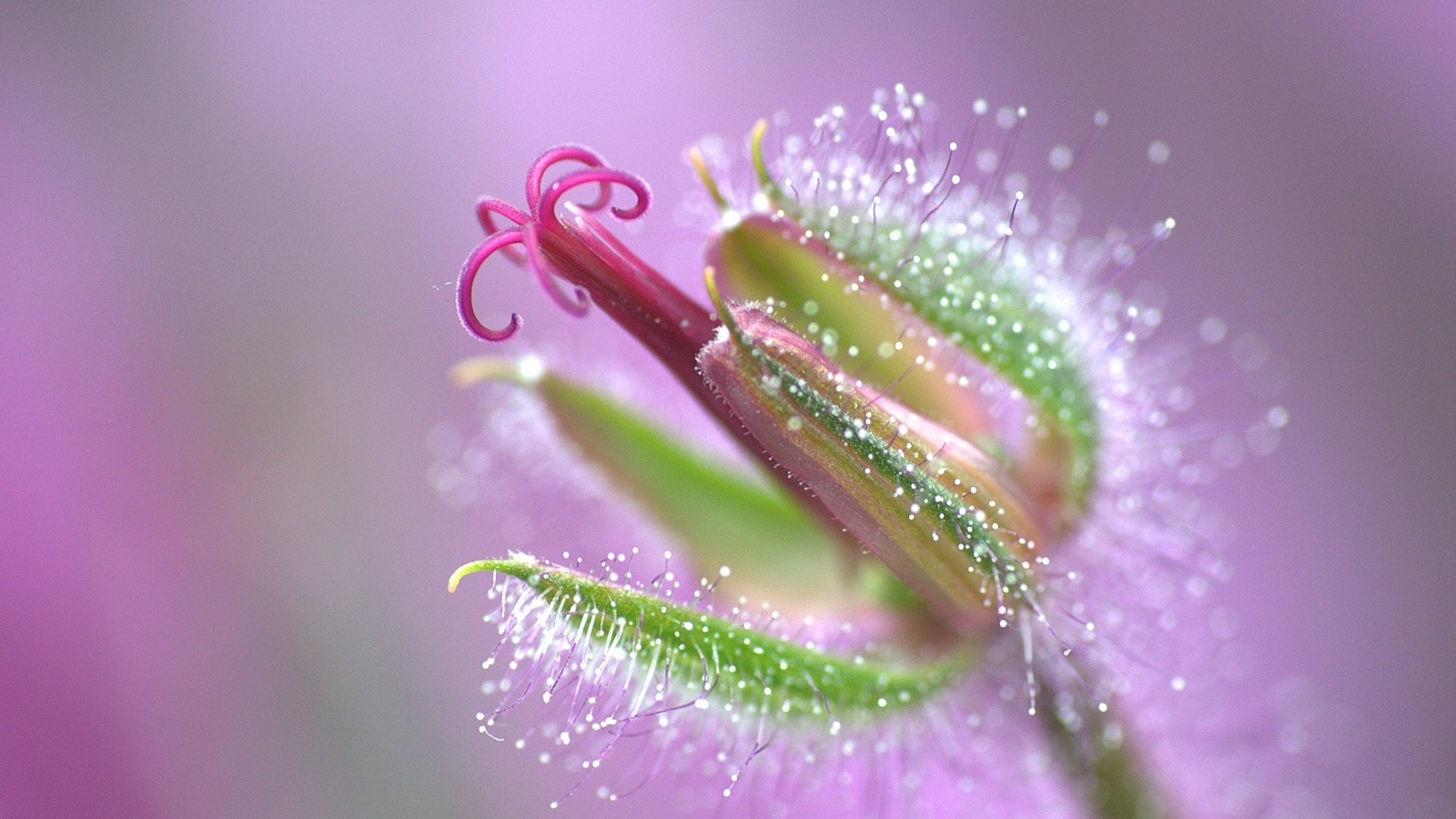 pink, flower, branch, tree, colors