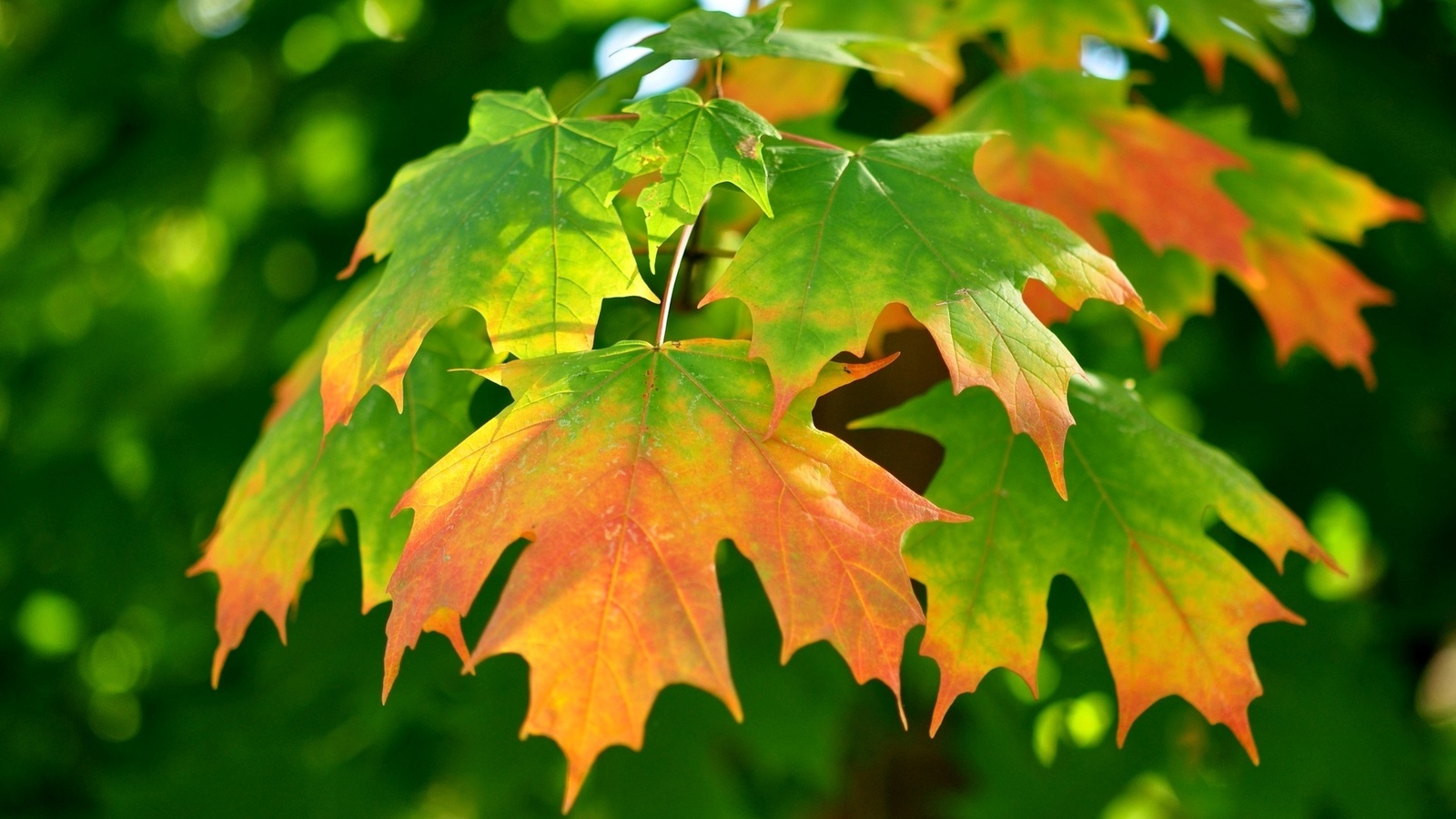 autumn, leaves, gree, branch