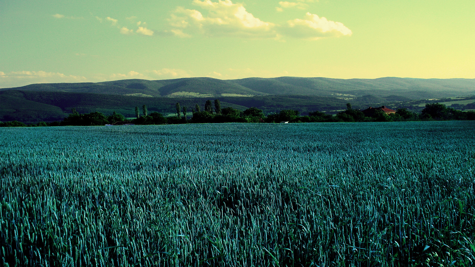 fields, green, trees, sky, clouds