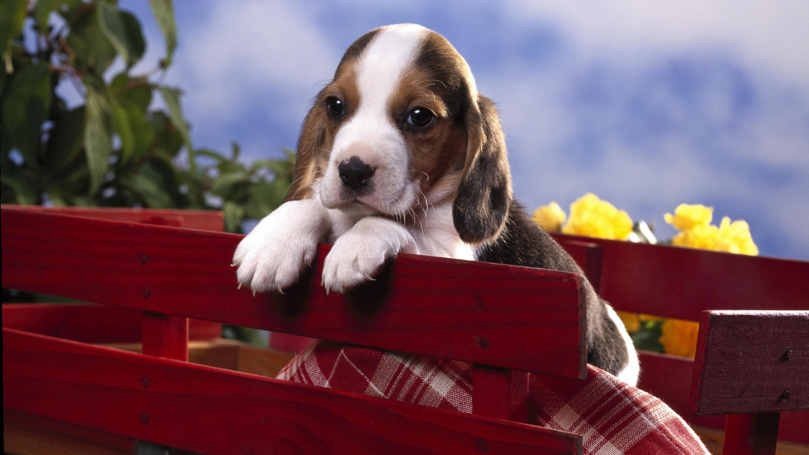 dog, puppie, fence, grass, tree